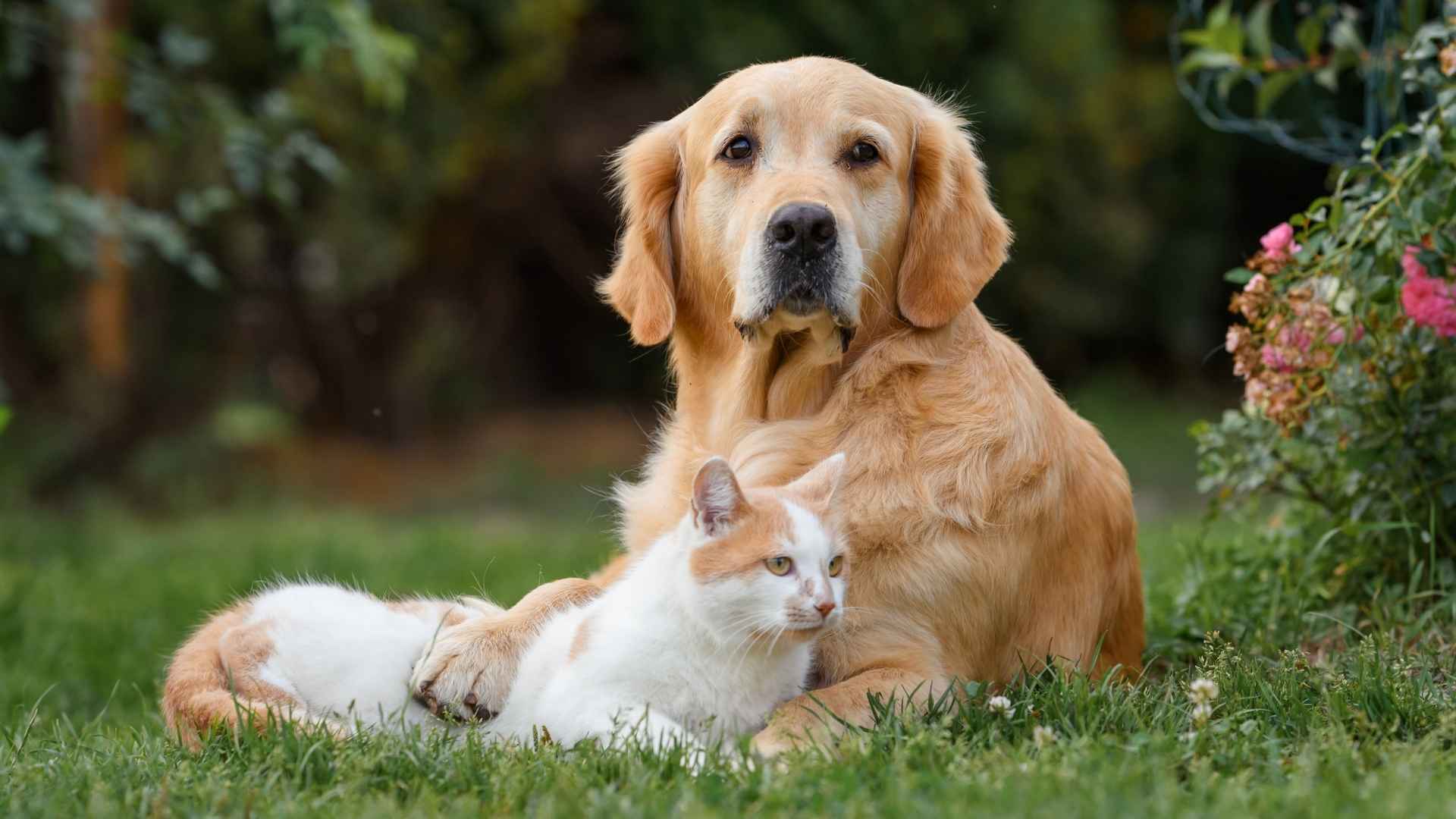 10 Dog Breeds that Bond with Cats Fast: Perfect for Multi-Pet Homes