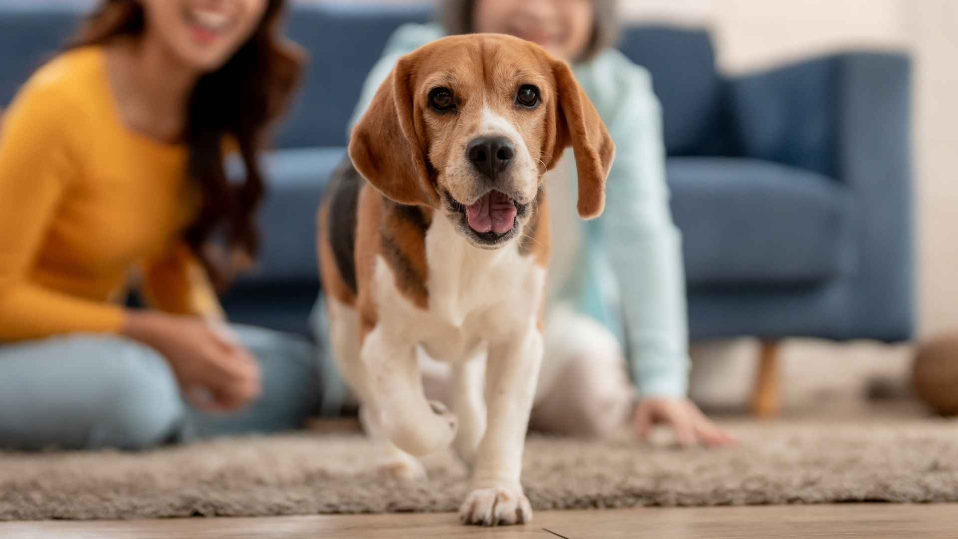 10 Dog Breeds that Enjoy Loud Households and Thrive on Activity
