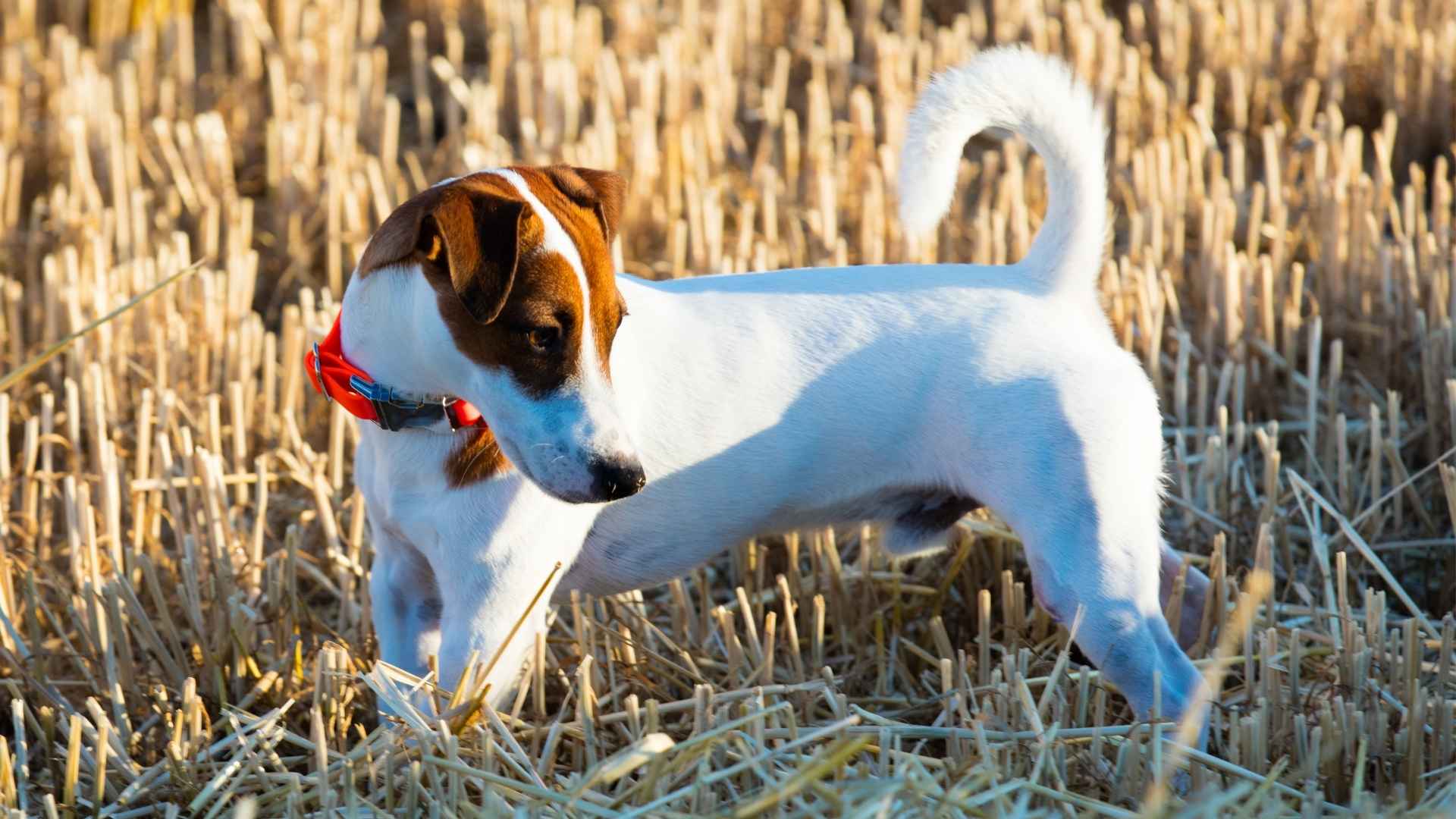 10 Dog Breeds that Hunt Small Rodents Perfectly