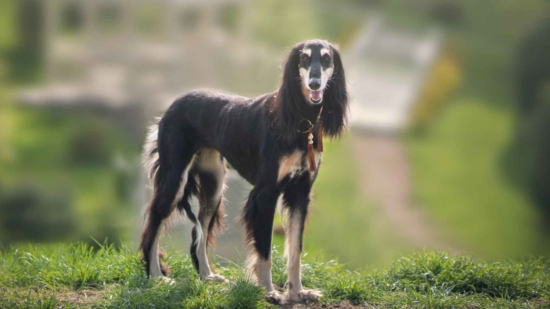 10 Dog Breeds with Ancient DNA Links Still Alive Today