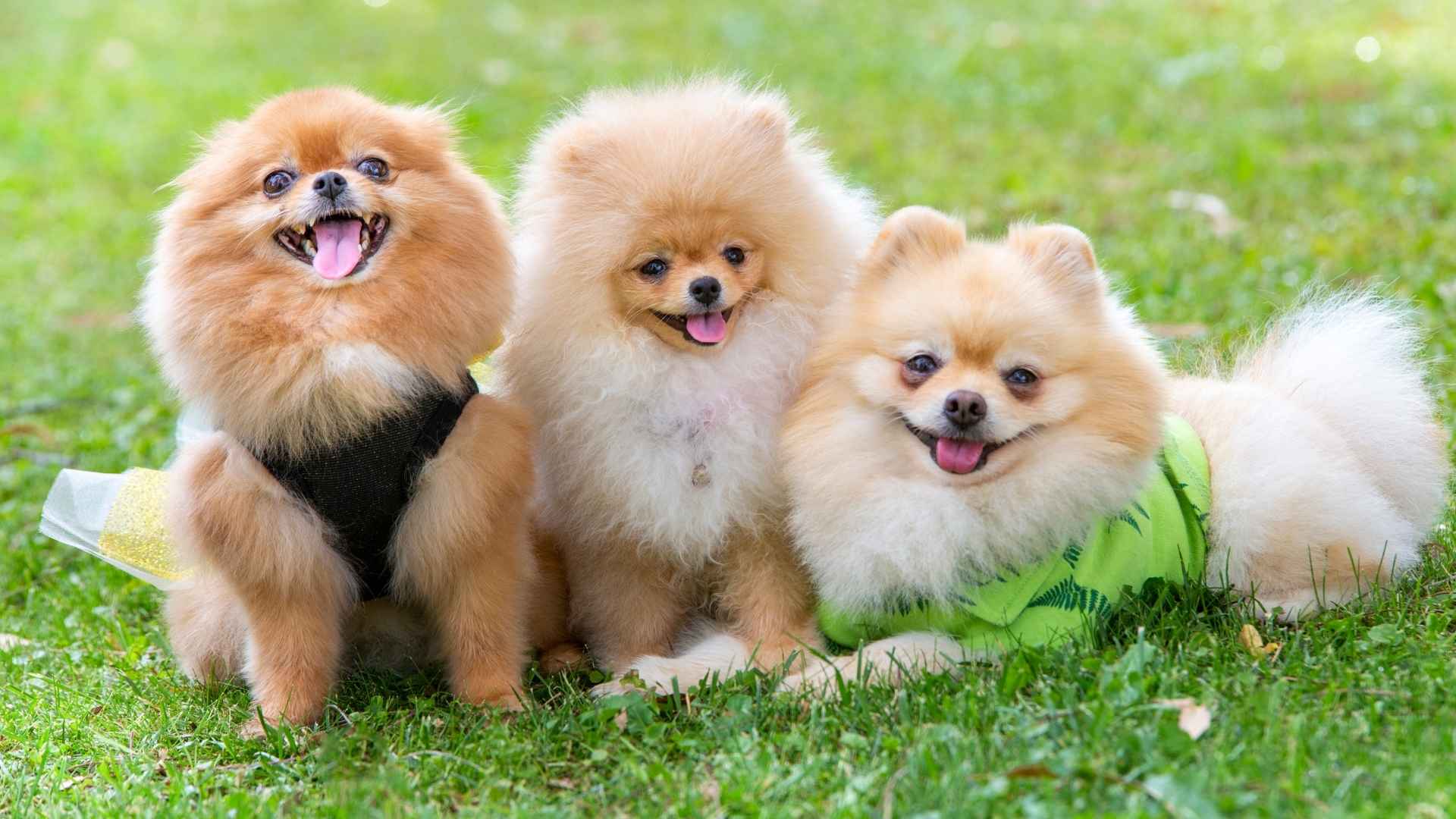 10 Dog Breeds with Friendly Behaviors That Love Making New Friends