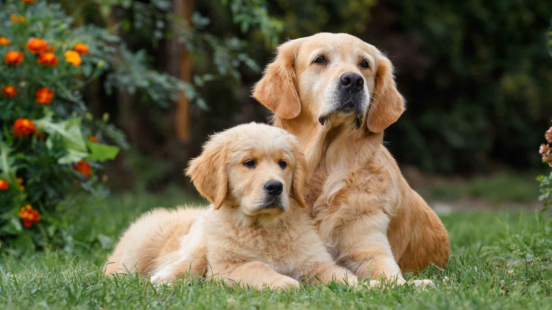 10 Dog Breeds with Most Cutest Puppies to Melt Your Heart