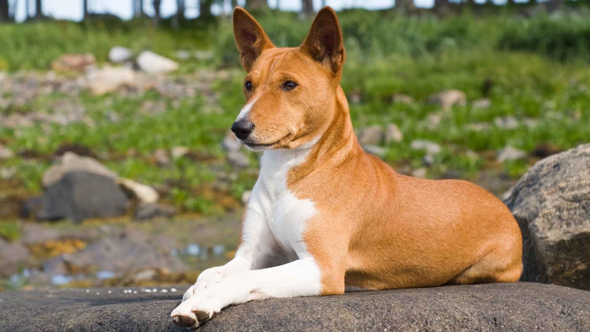 10 Dog Breeds with Strong Immune System for a Healthier Life