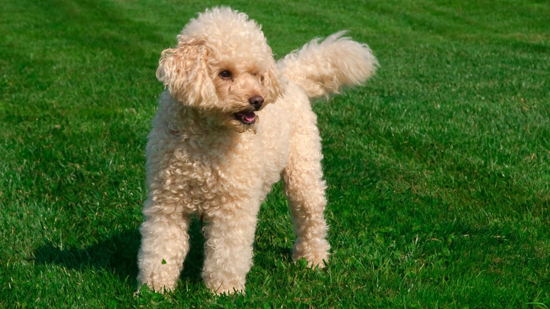 10 Easiest Dog Breeds to Potty Train That Catch On Quickly
