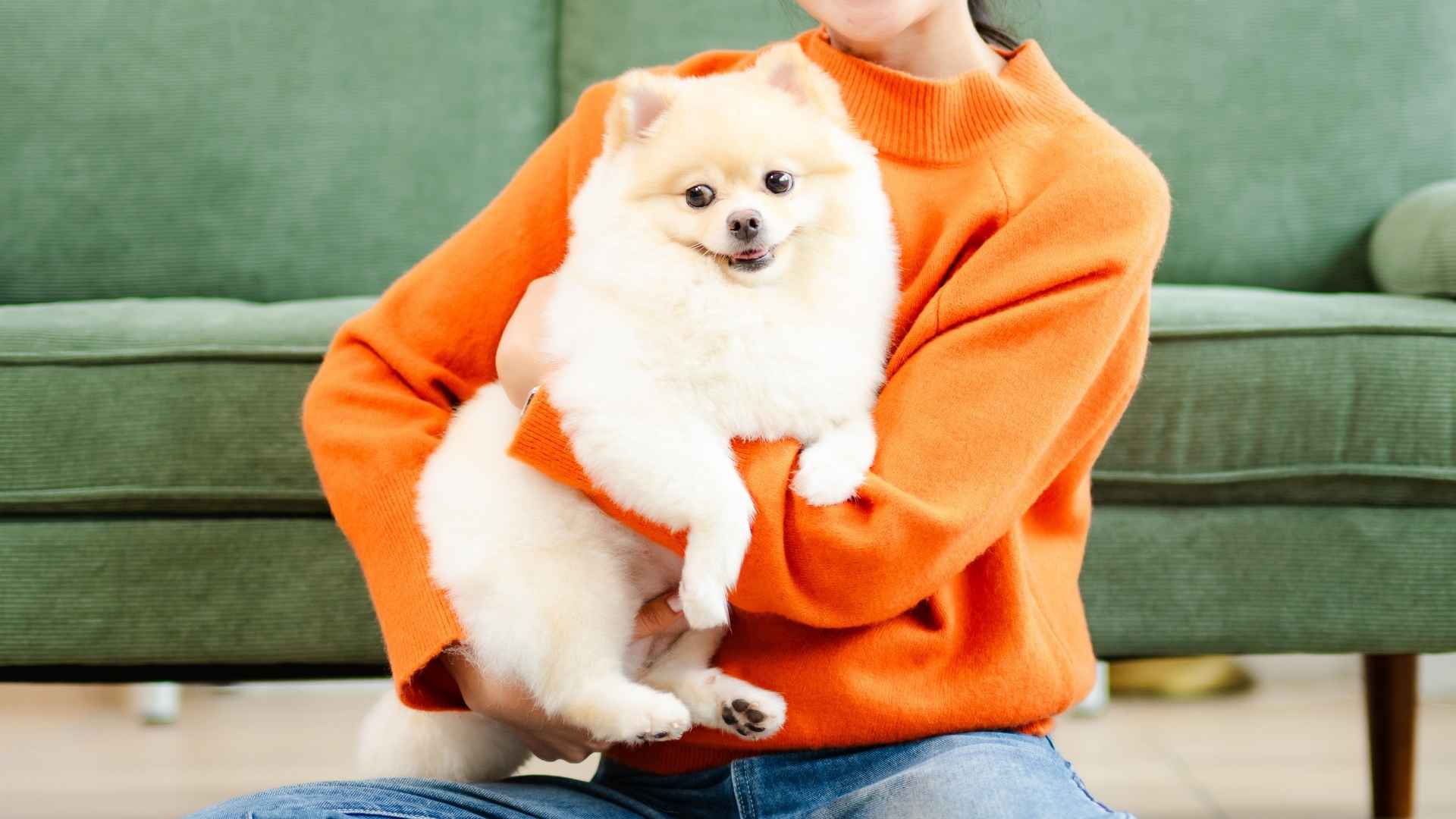 10 Fiercely Loyal Small Dog Breeds That Are True to the Core