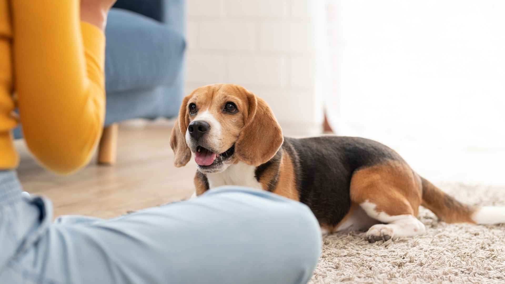 10 Fun-Loving Dog Breeds That Bring Joy and Playfulness to Any Home