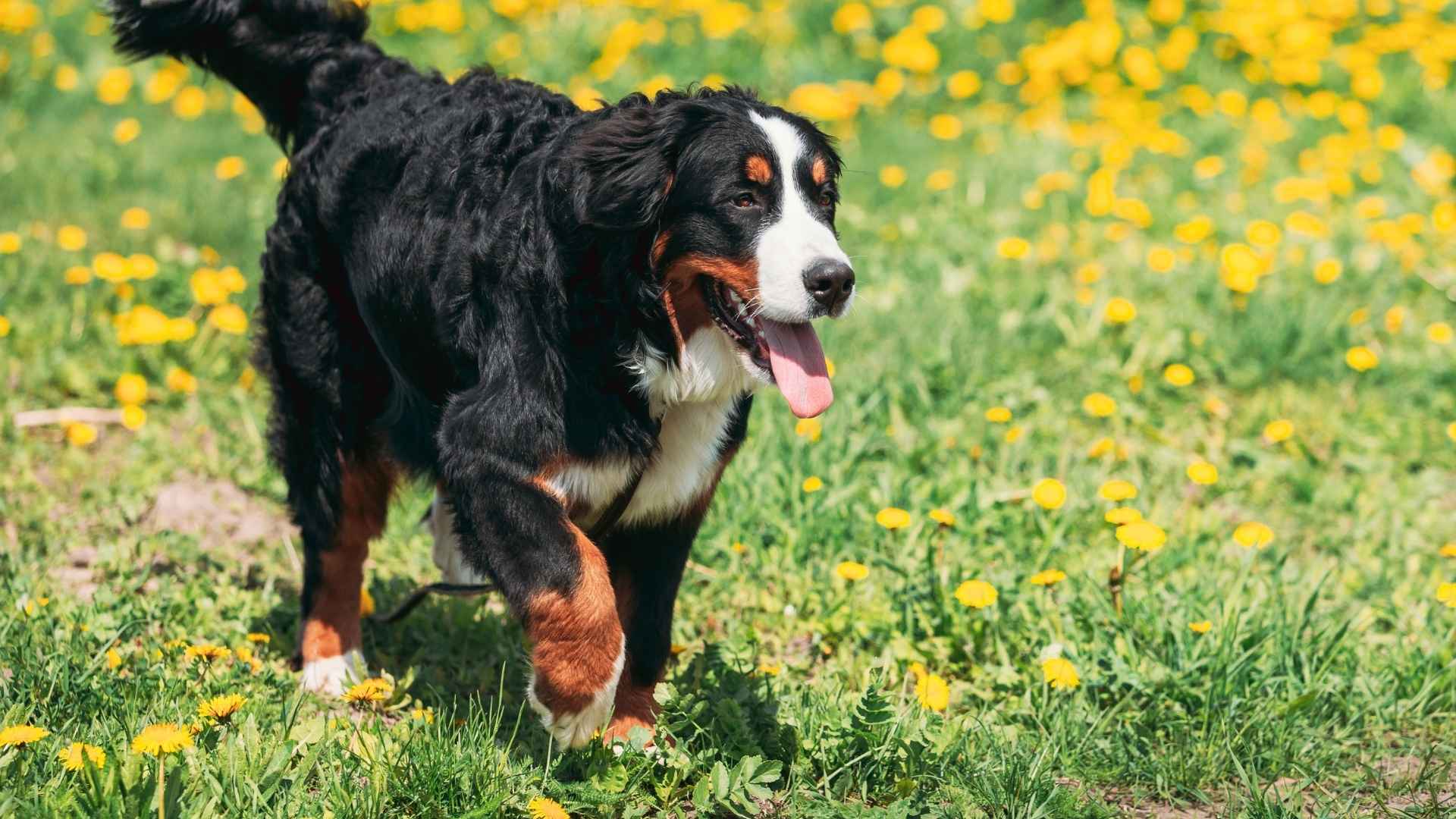10 Fun‑Loving Large Dog Breeds That Make Life a Party