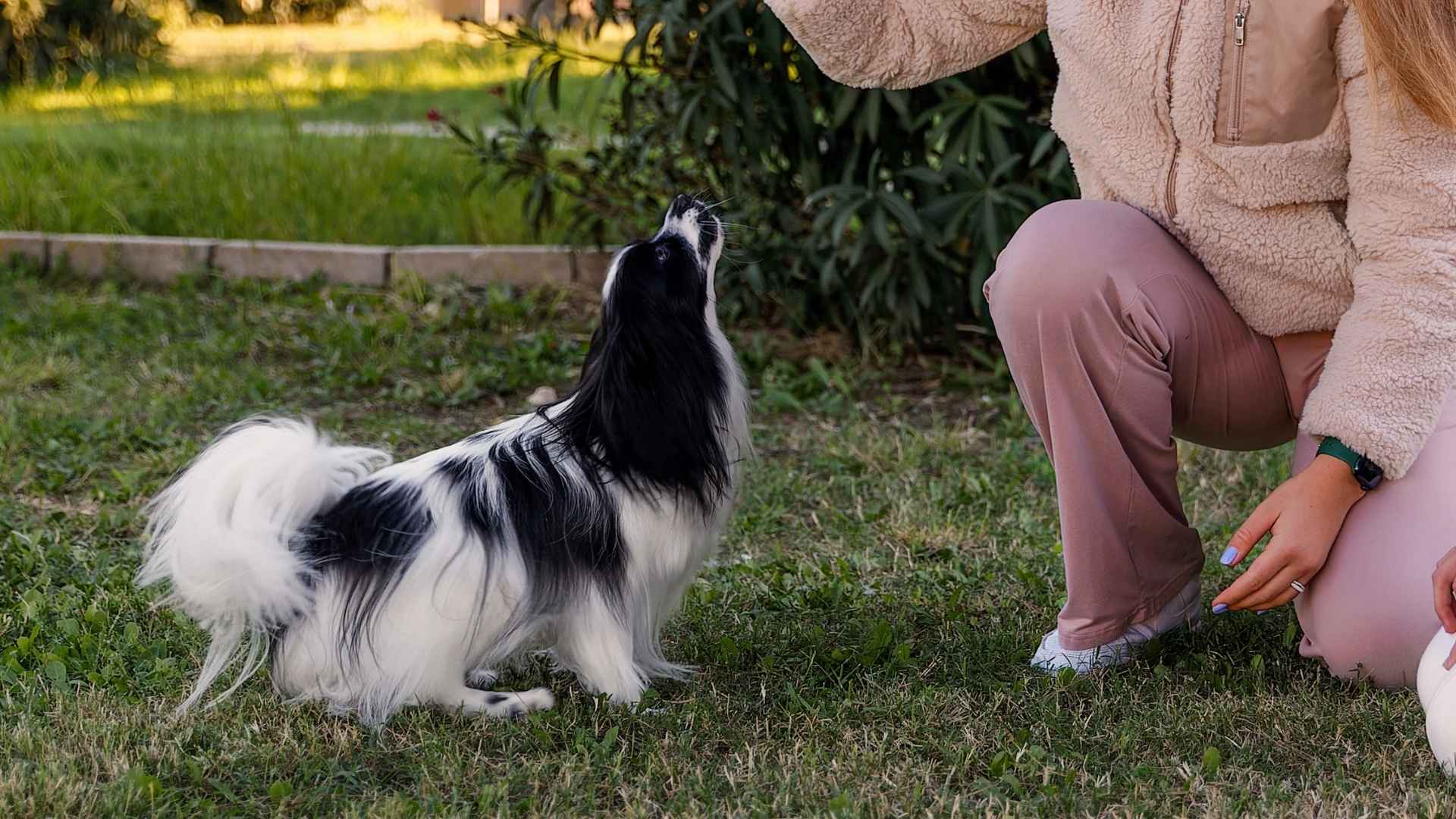 10 Genius Dog Breeds That Can Learn Over 200 Words