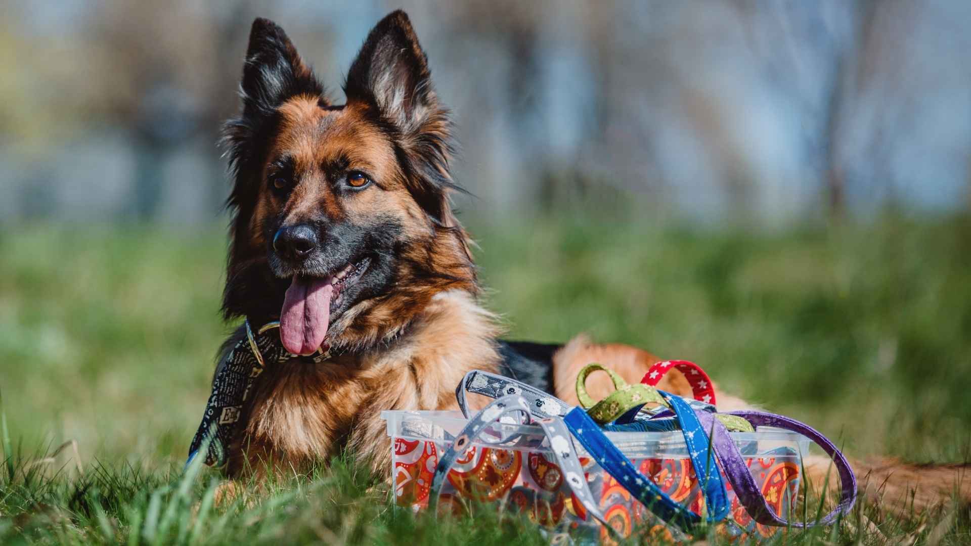 10 German Dog Breeds With Hearts as Strong as Their Instincts