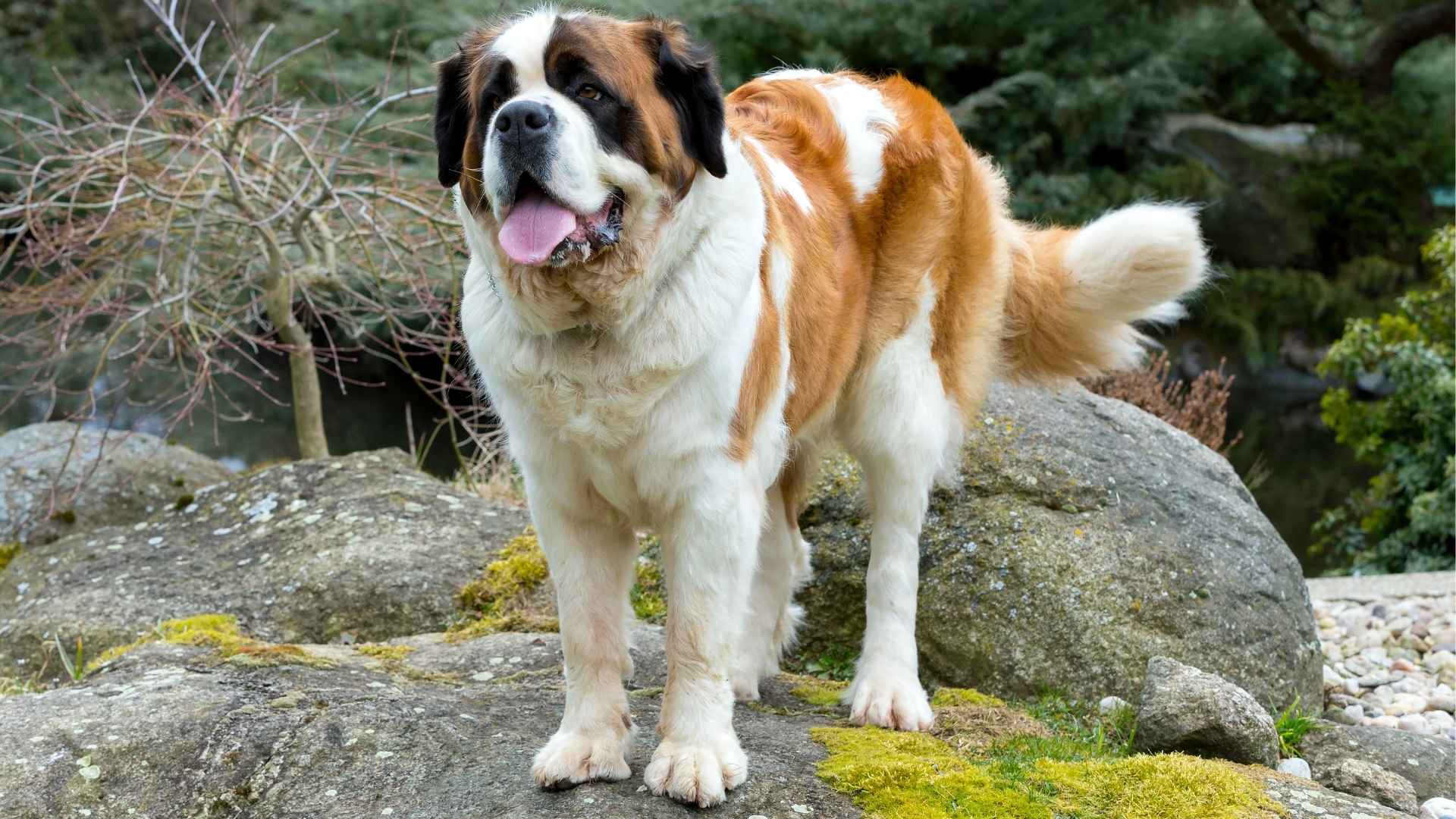 10 Gigantic Dog Breeds To Take Over Your Couch & Heart