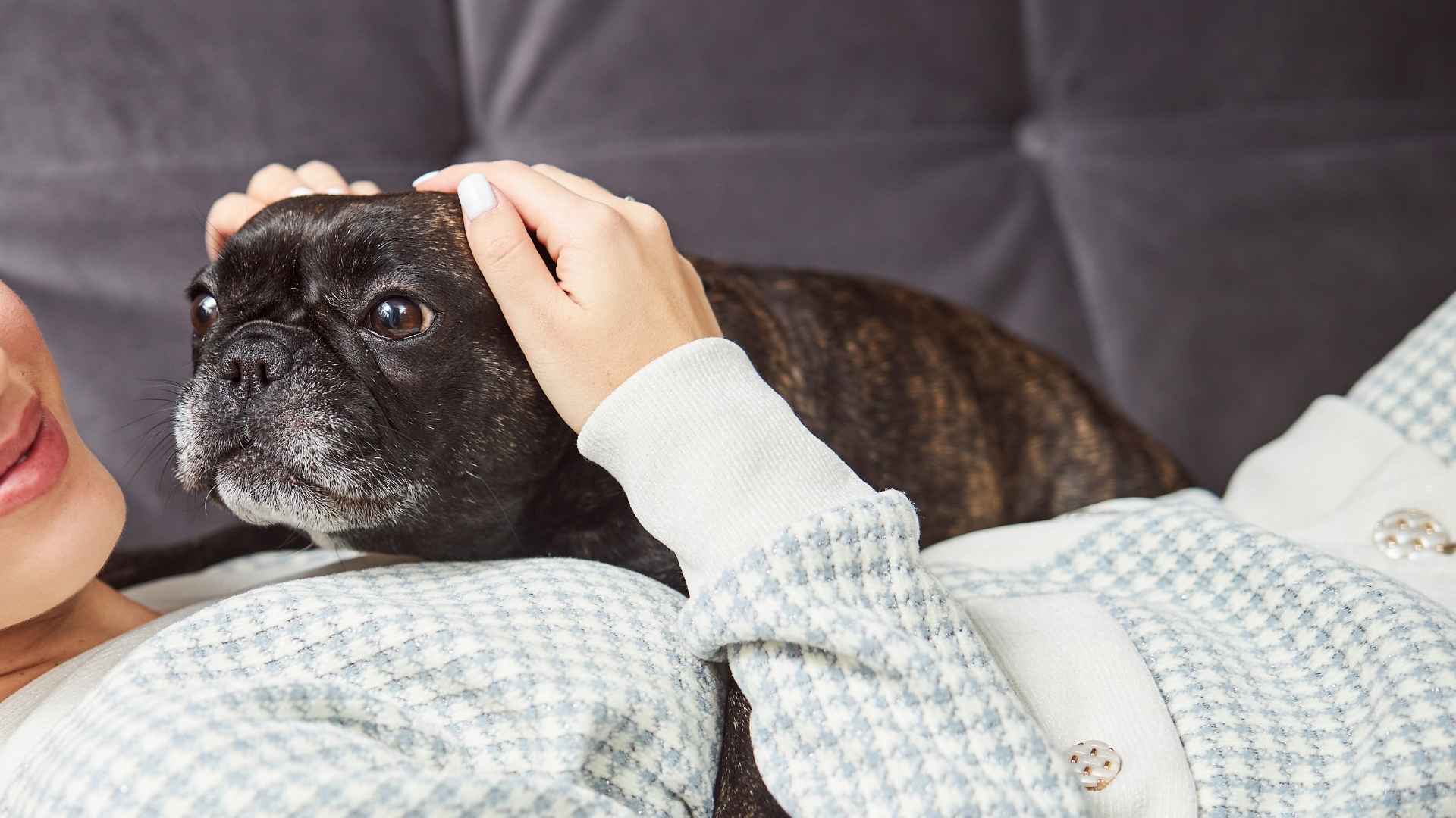 10 Laziest Dog Breeds That Prefer Naps Over Walks