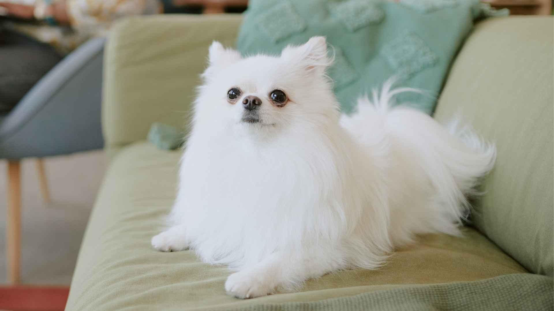 10 Miniature Dog Breeds for Small Spaces and Big Hearts