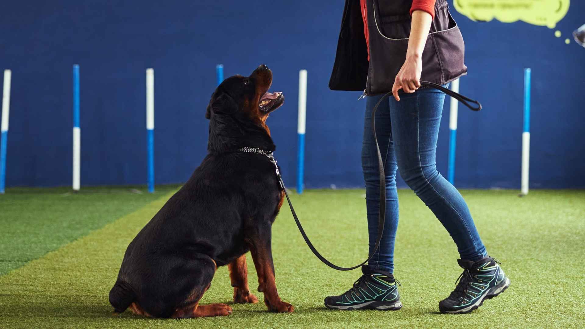 10 Most Clever & Intelligent Dog Breeds