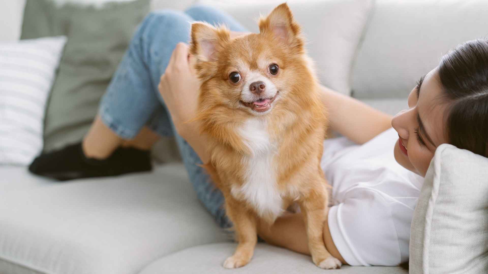 10 Most Devoted Dog Breeds That Stay Loyal Even When Rehomed Twice