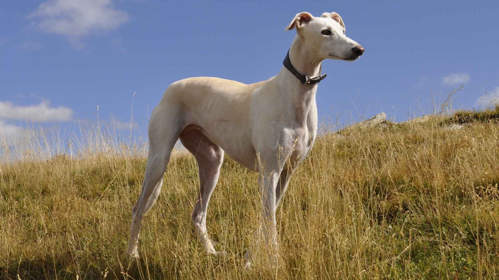 10 Most Mellow Dog Breeds That Love a Laid-Back Lifestyle