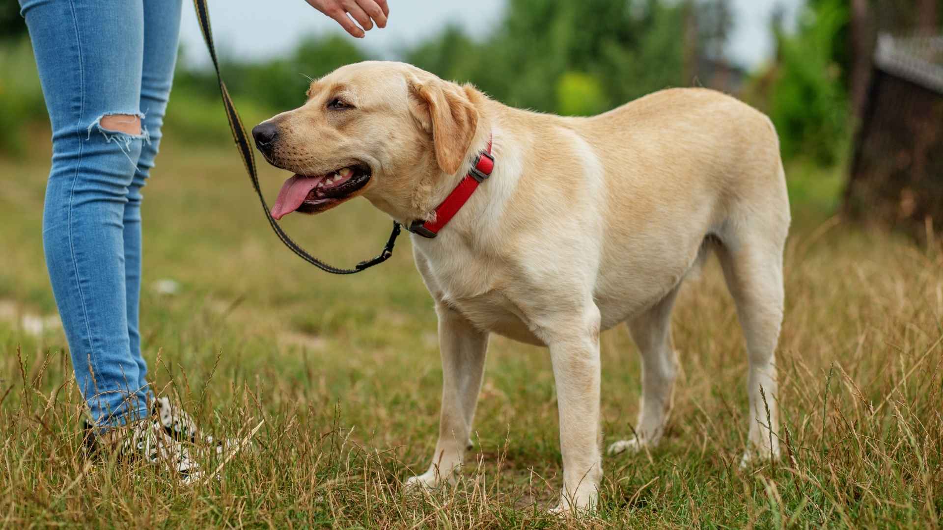 10 Obedience Learner Dog Breeds That Are Super Easy to Train