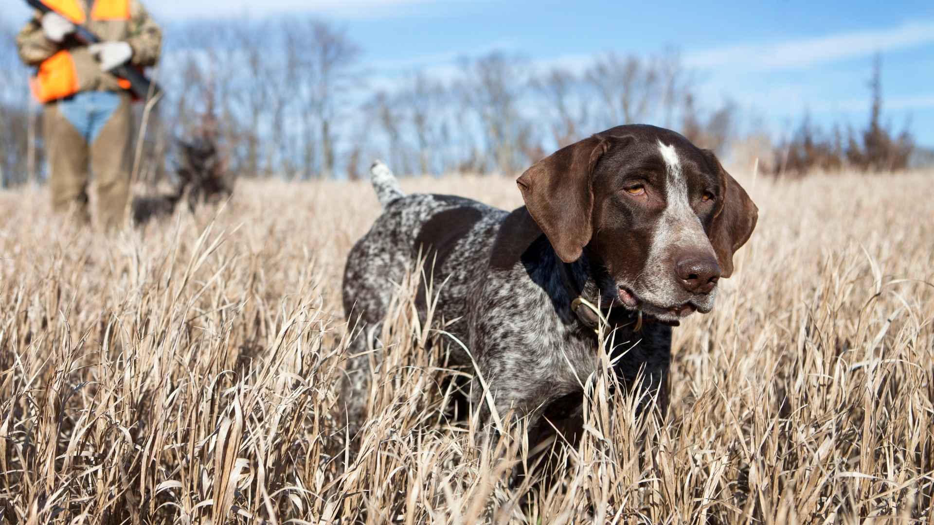 10 Pointing Dog Breeds For Hunting with a Nose for Hunt