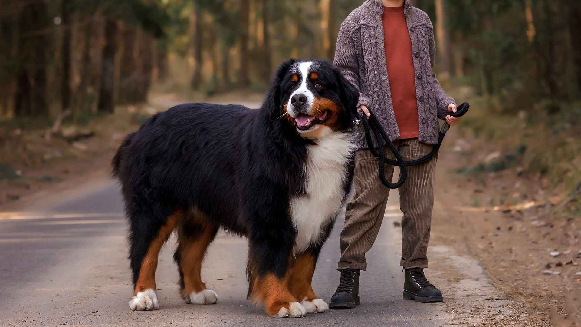10 Protective (But Gentle!) Dog Breeds for Safe & Happy Homes