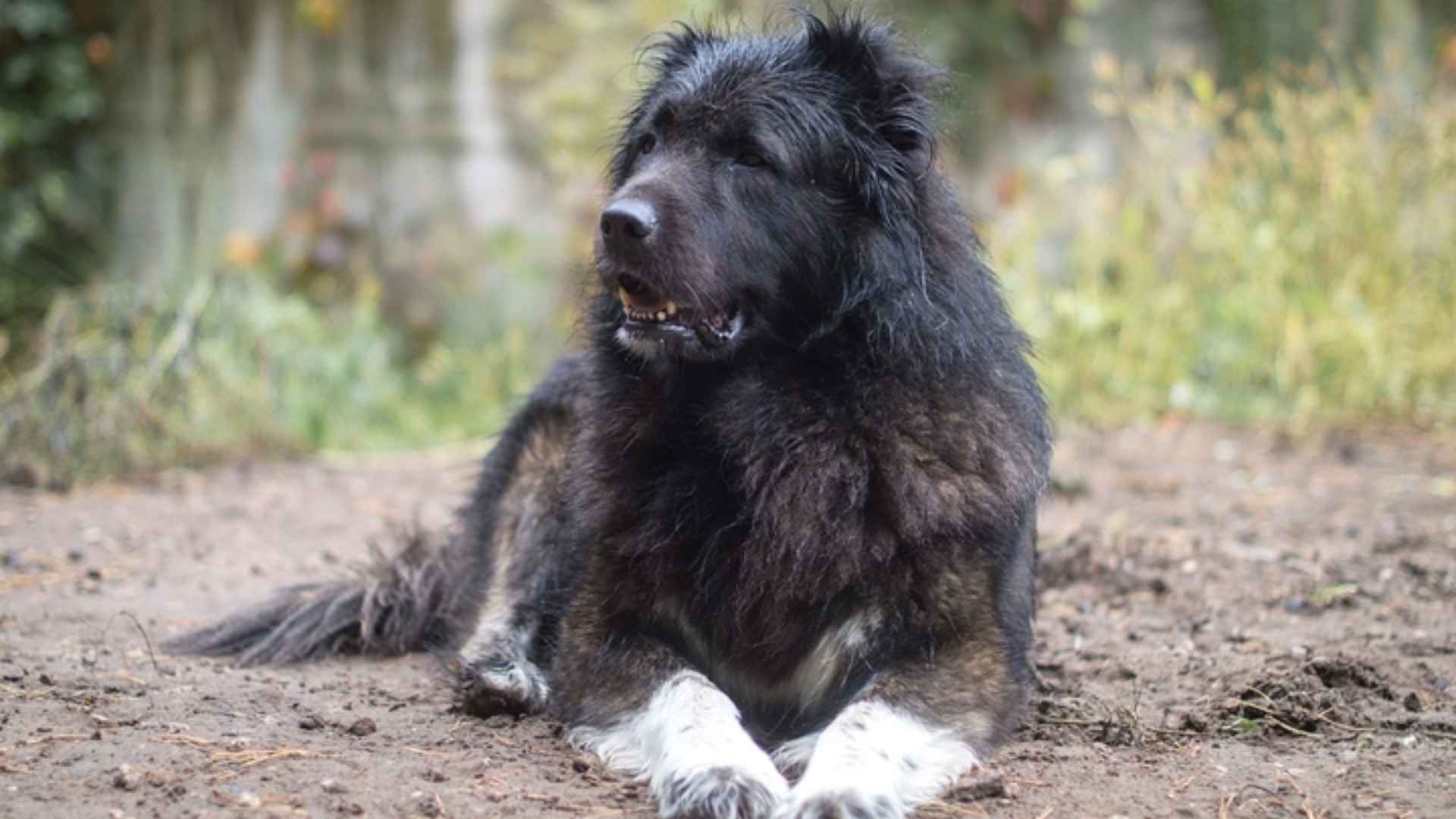 10 Rare Unique Guard Dog Breeds You Didn’t Know Existed