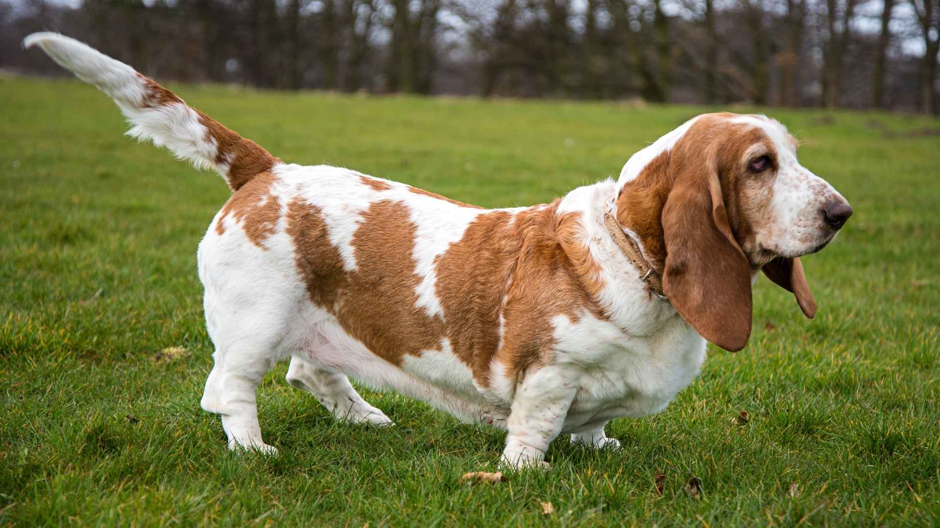 10 Short-Legged Dog Breeds That Are Full of Personality