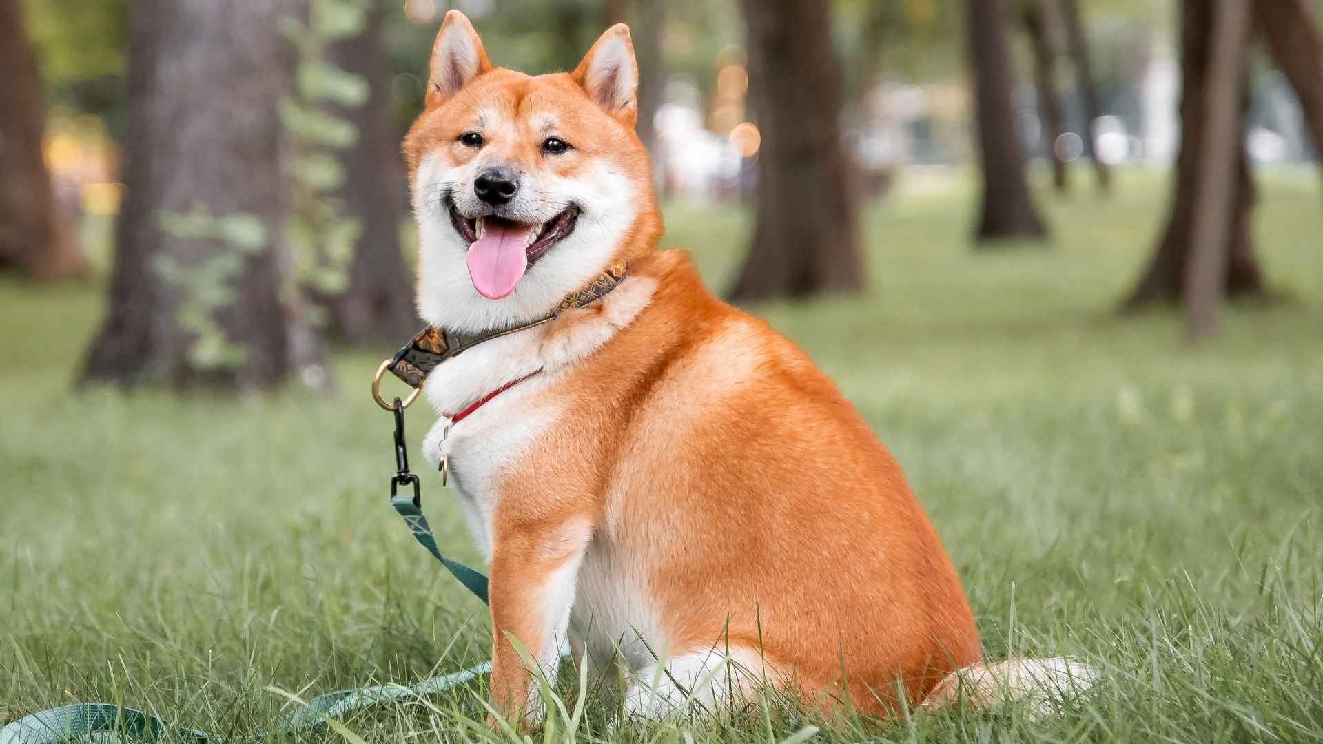 10 Smiling Dog Breeds That Light Up Every Room