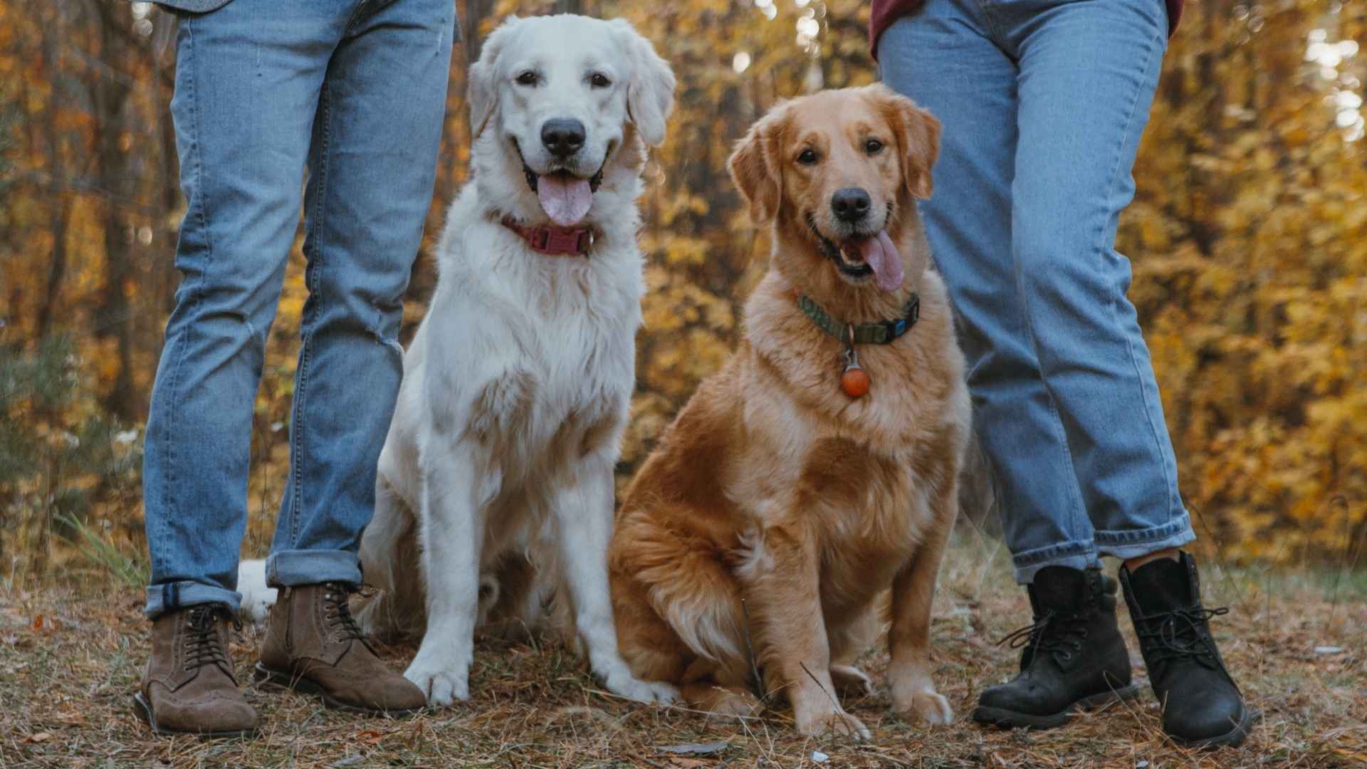 10 Sociable Dog Breeds that Love Group Outings and Social Adventures