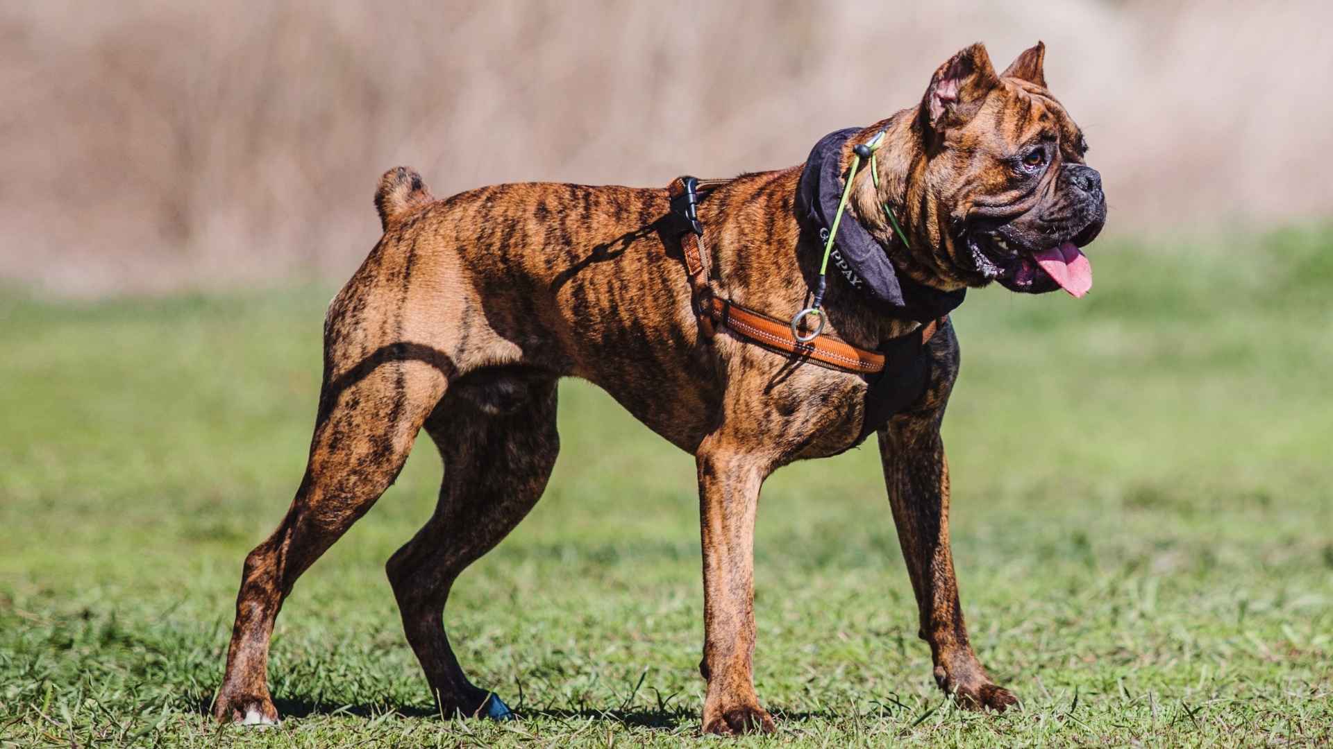 10 Stocky Dog Breeds That Prove Muscle Can Be Majestic