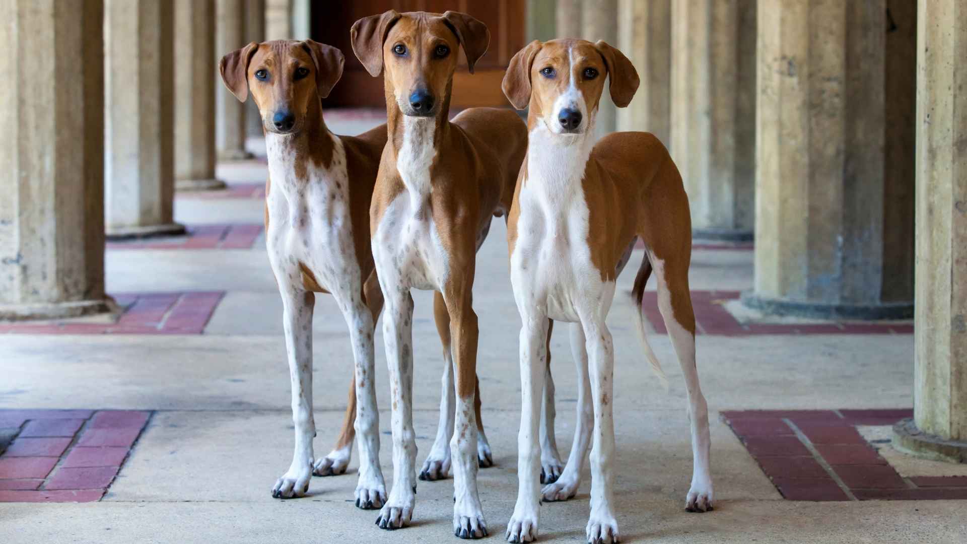 10 Unique Dog Breeds That Look Nothing Like the Rest