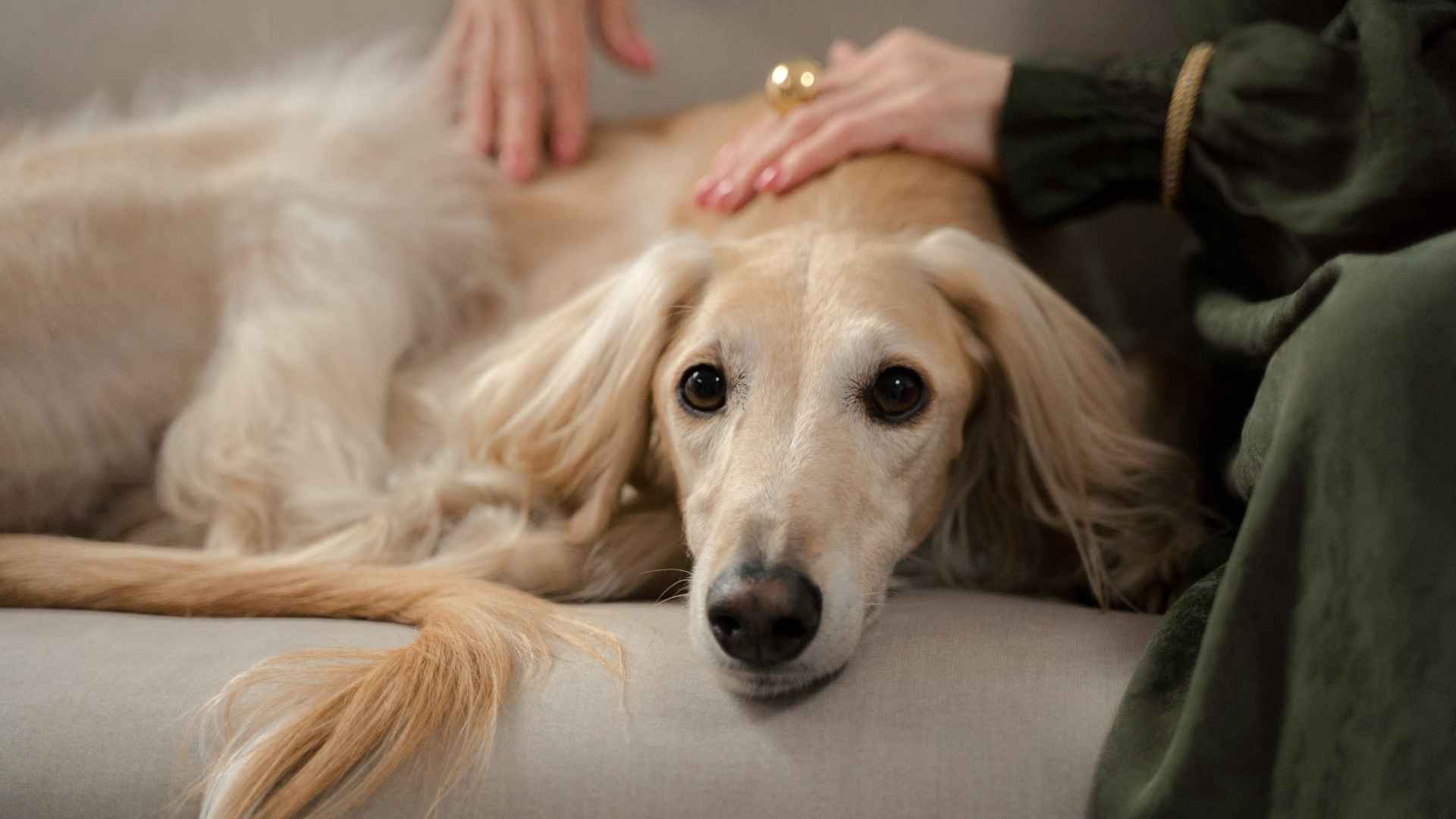 11 Big Dog Breeds That Think They’re Small