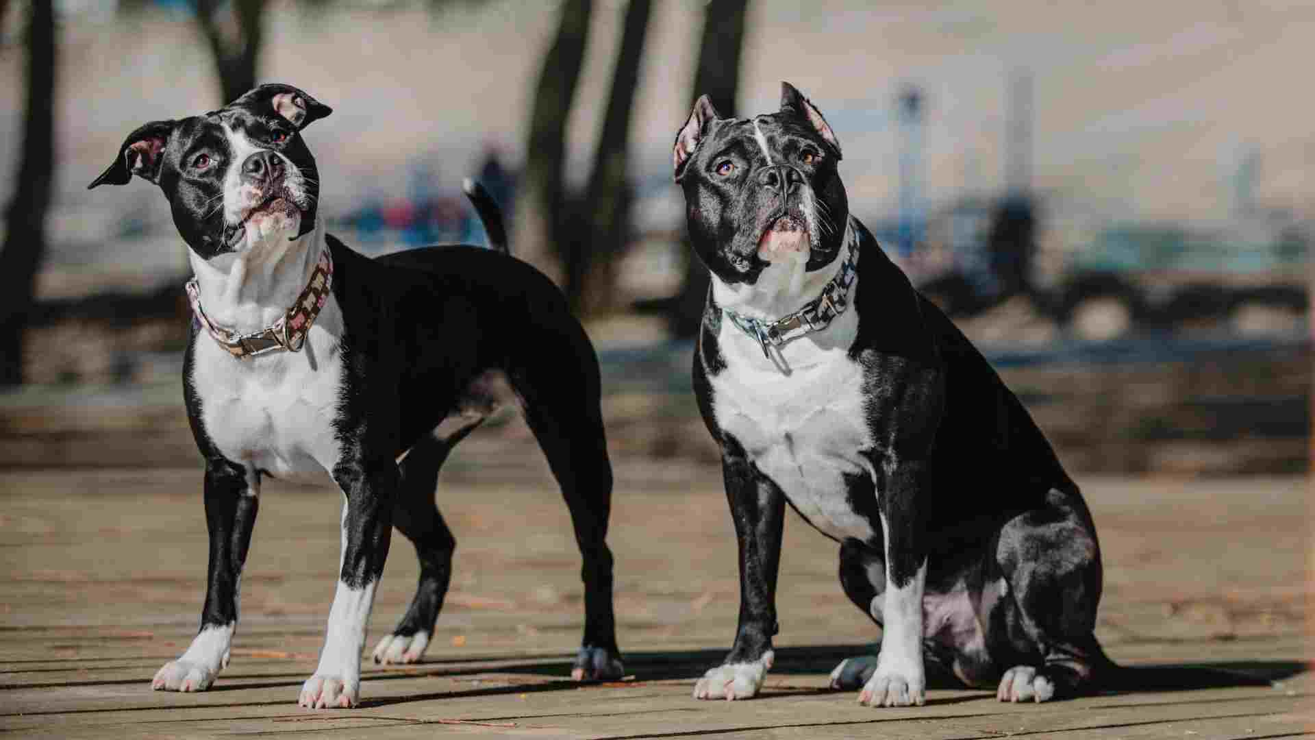 6 Types Of Pitbulls That Break Stereotypes with Big Love