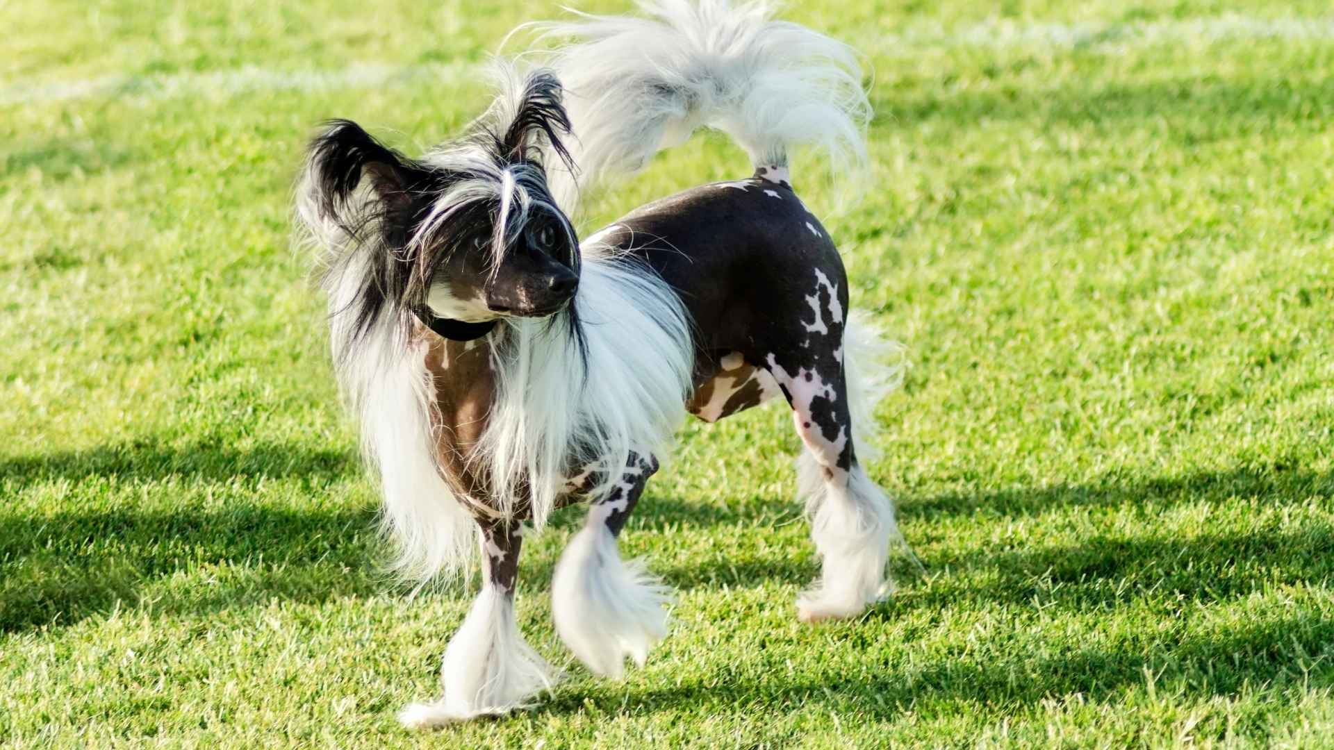 7 Adorable Bald Dog Breeds You’ll Instantly Love