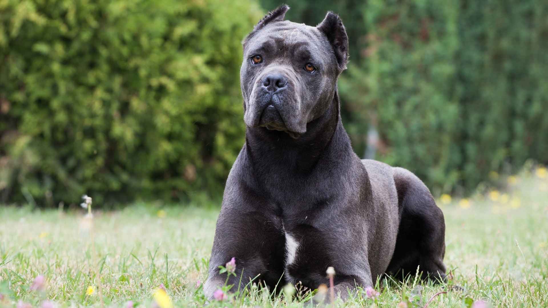 7 Affordable Large Dog Breeds That Won’t Break the Bank