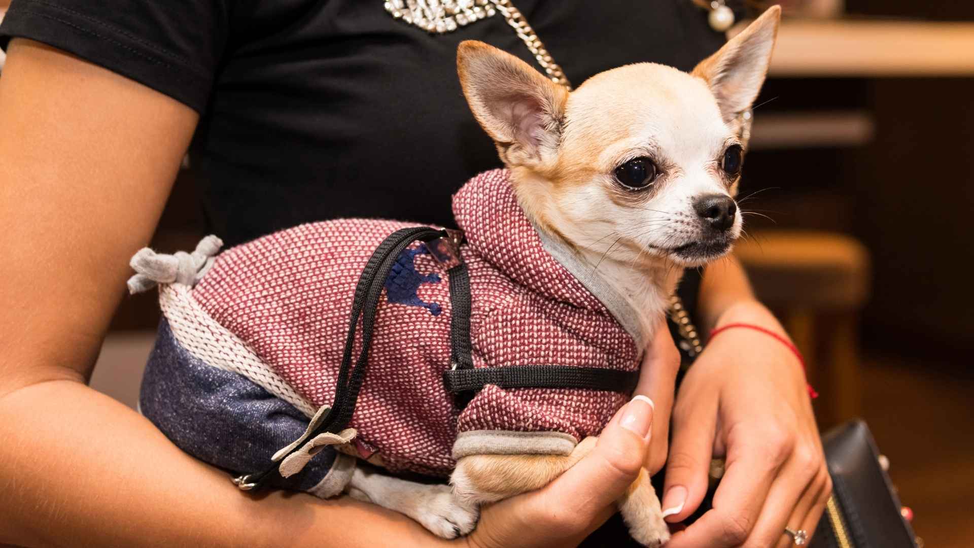 7 Affordable Toy Dog Breeds That Are Easy on Your Wallet
