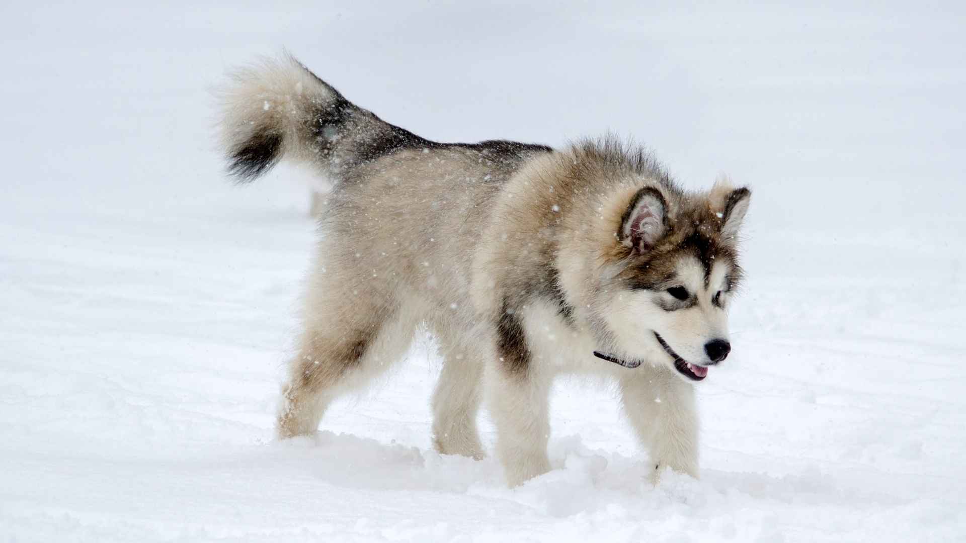 7 Alaskan Dog Breeds That Thrive in Snowy and Harsh Climates