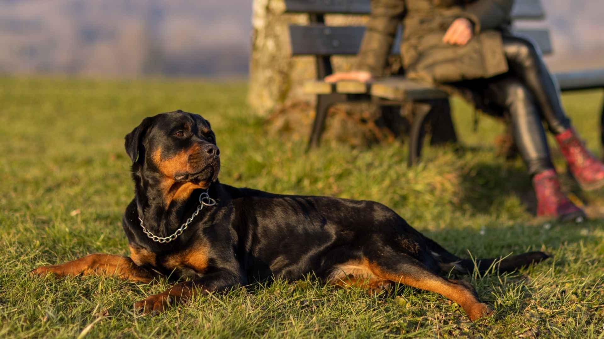 7 Alert And Intelligent Dog Breeds That Stay One Step Ahead
