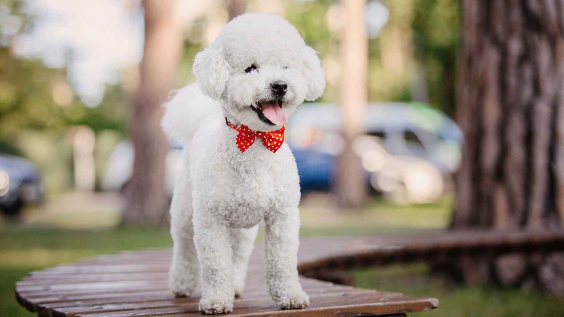 7 Alert Teacup Dog Breeds with Keen Senses and Vigilant Nature