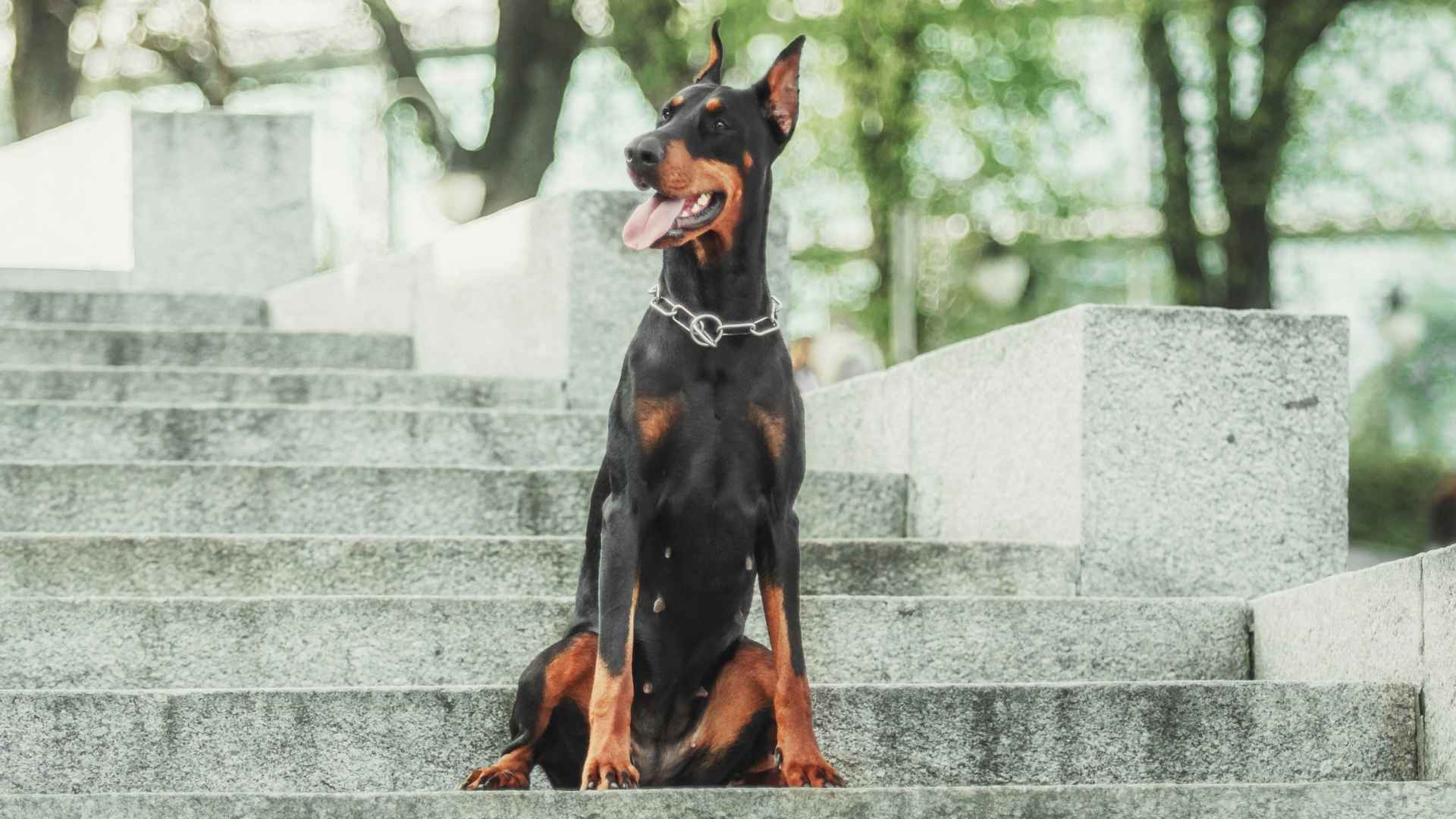 7 Alert Watchdog Dog Breeds Known for Their Protective Instincts