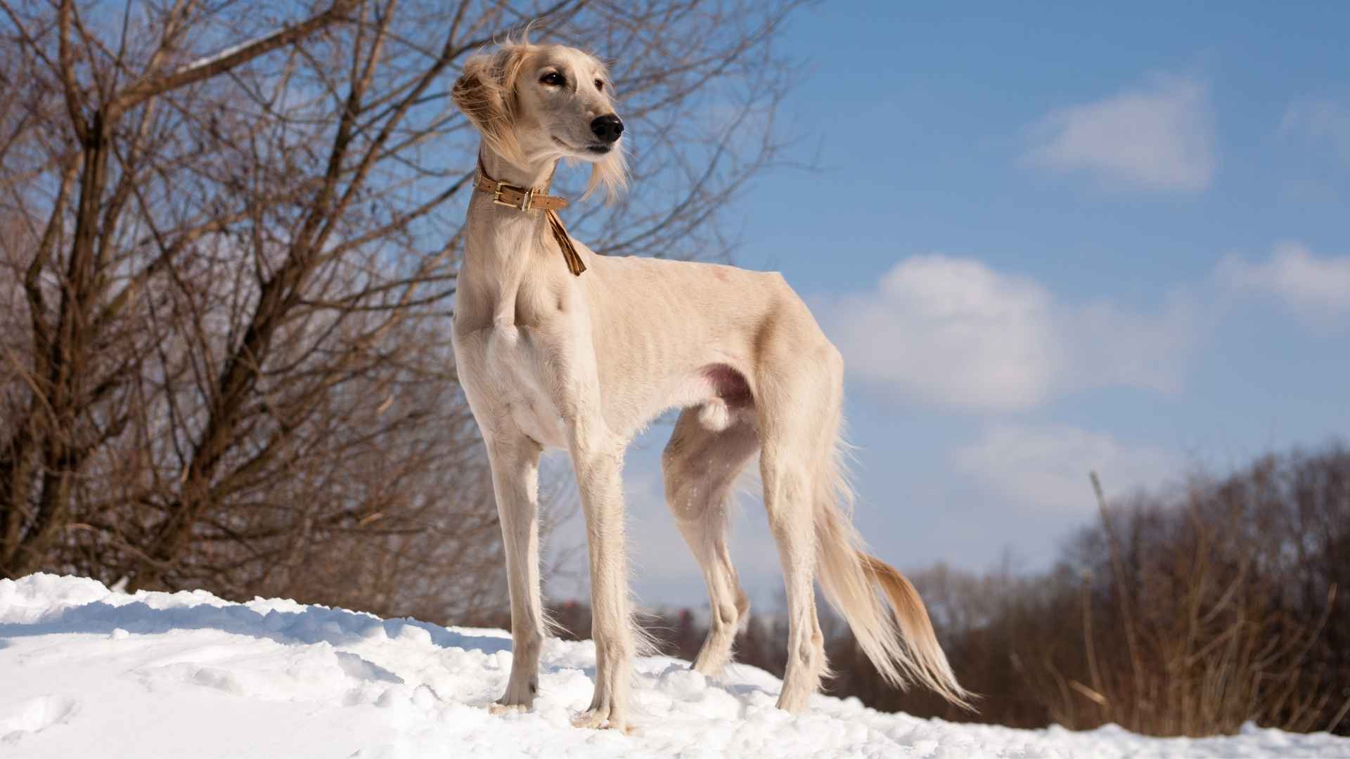 7 Ancient Dog Breeds With Long Lifespan: Timeless Companions