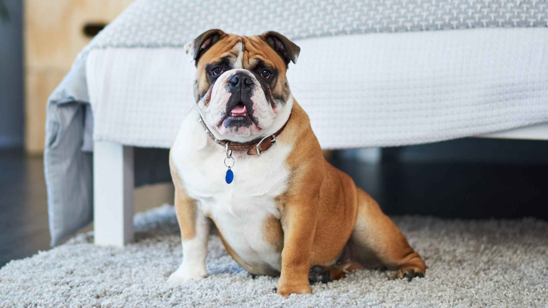 7 Apartment Safe Medium Dog Breeds That Suit Urban Life