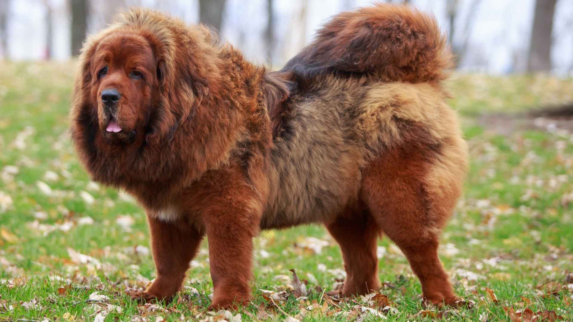 7 Awesome Large Dog Breeds: Big Dogs, Big Love