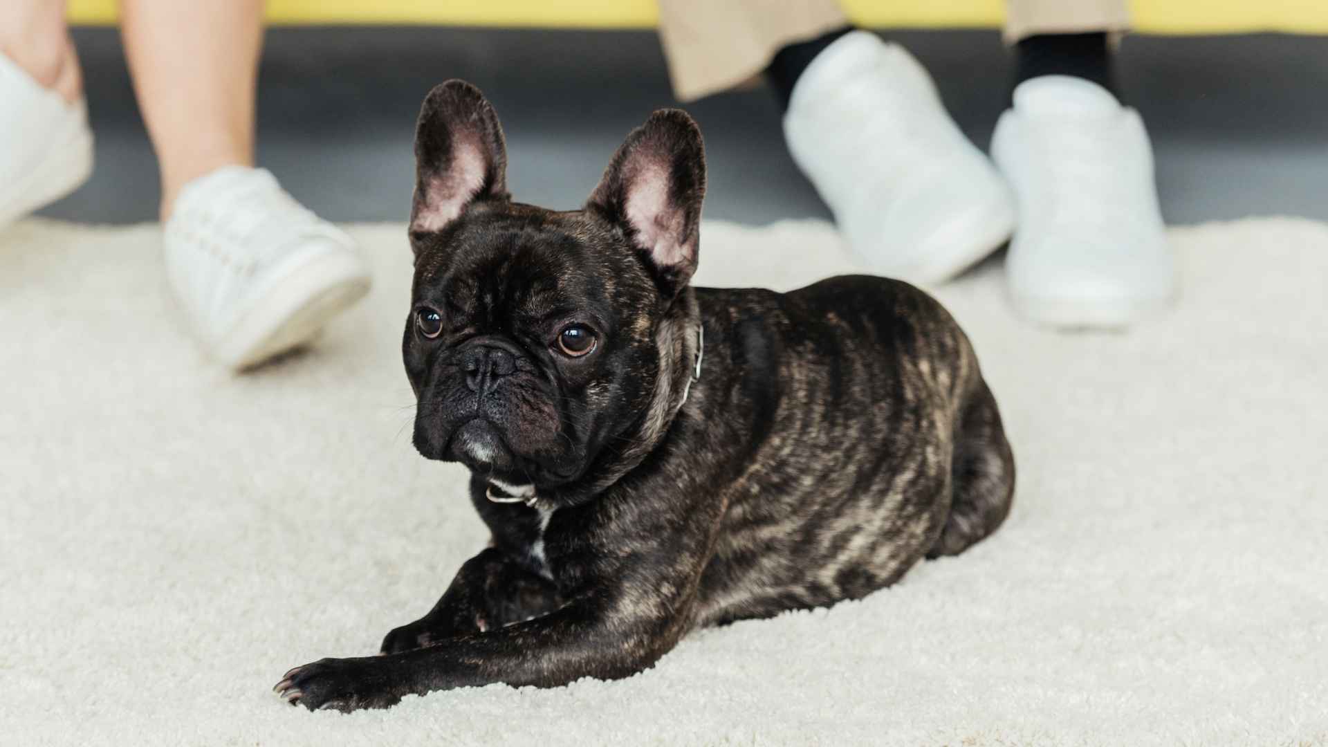 7 Awesome Small Dog Breeds That Win Everyone Over