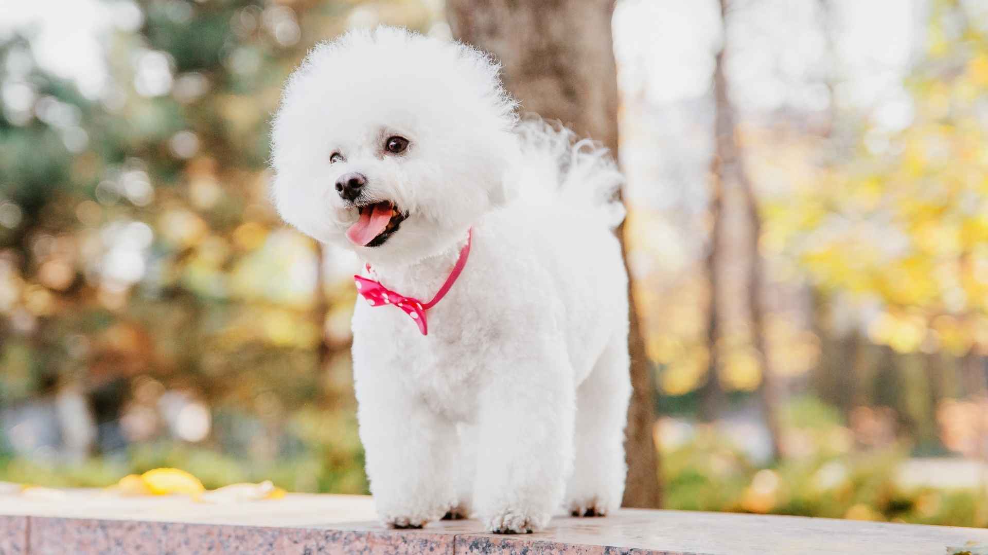 7 Awesome Teacup Dog Breeds: Small Tails Big Love