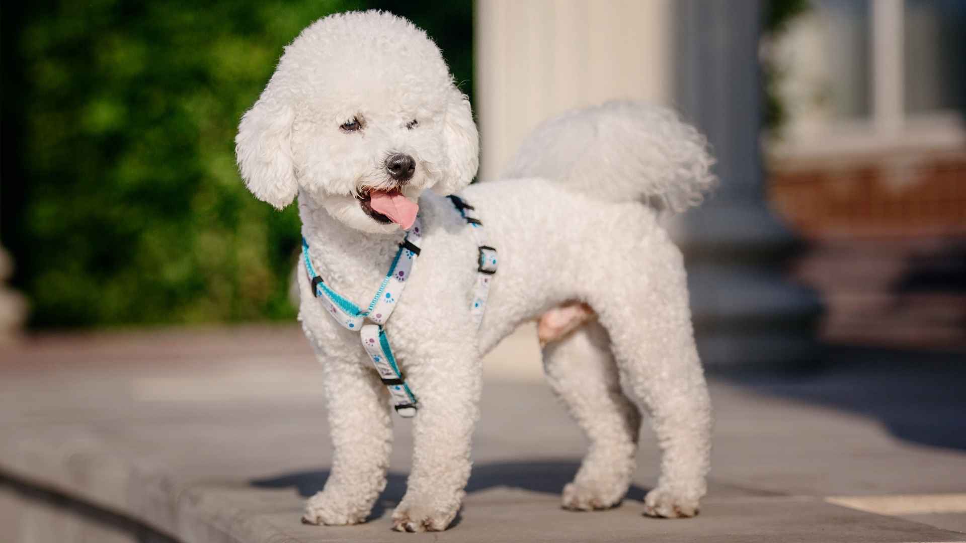 7 Awesome Toy Dog Breeds Born To Rule Hearts