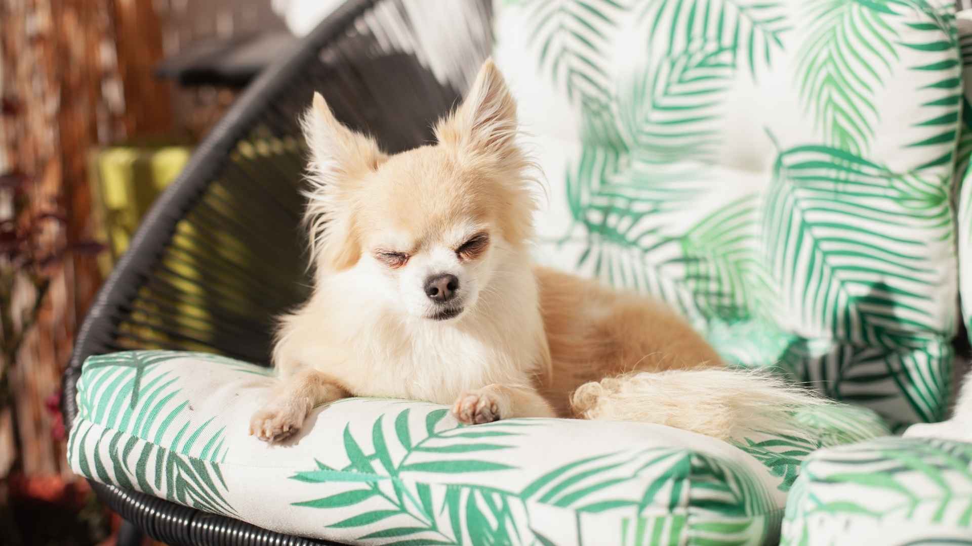 7 Best Balcony Small Dog Breeds That Thrive in Apartments