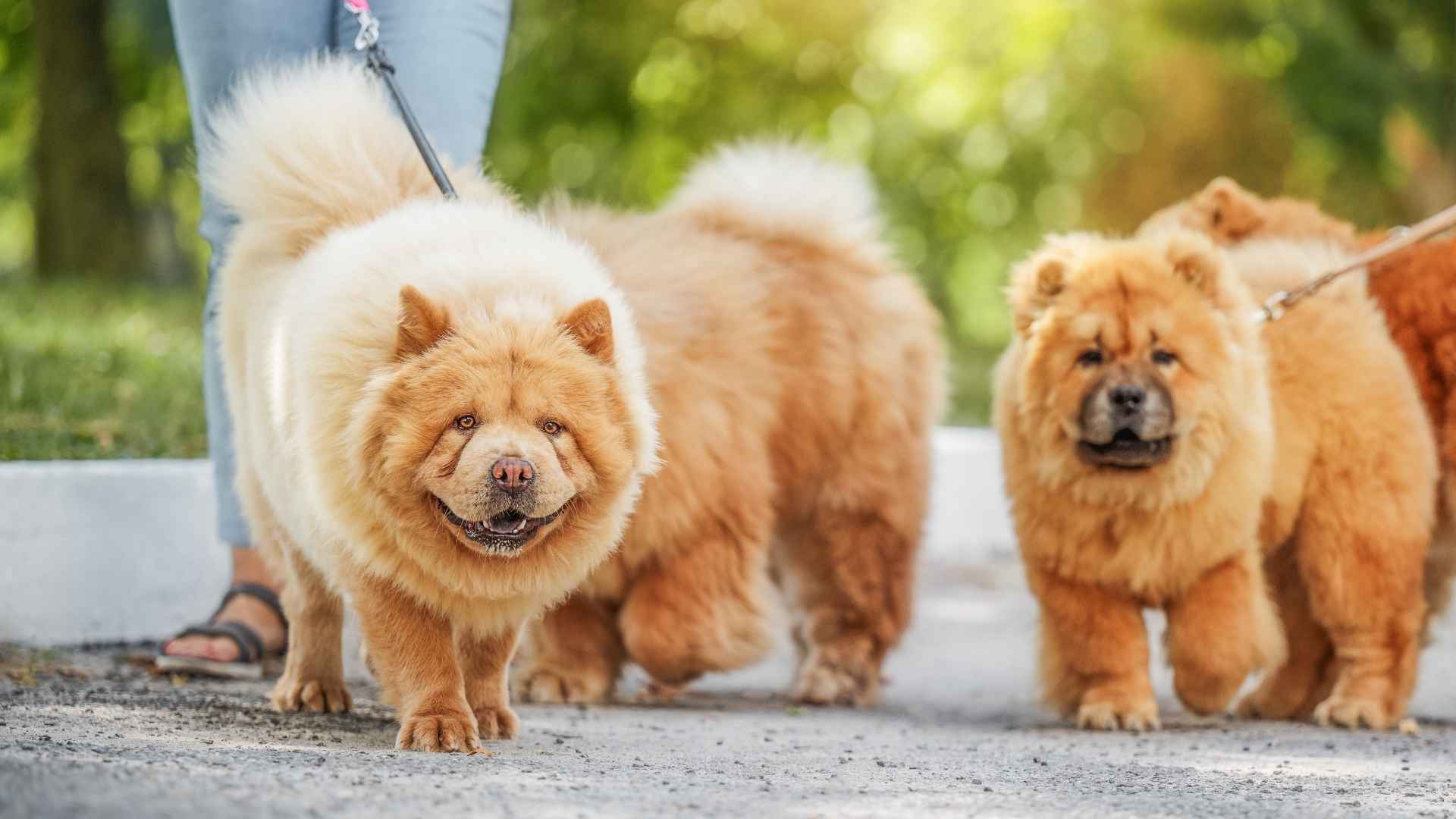 7 Best Chinese Dog Breeds That Have Stood the Test of Time
