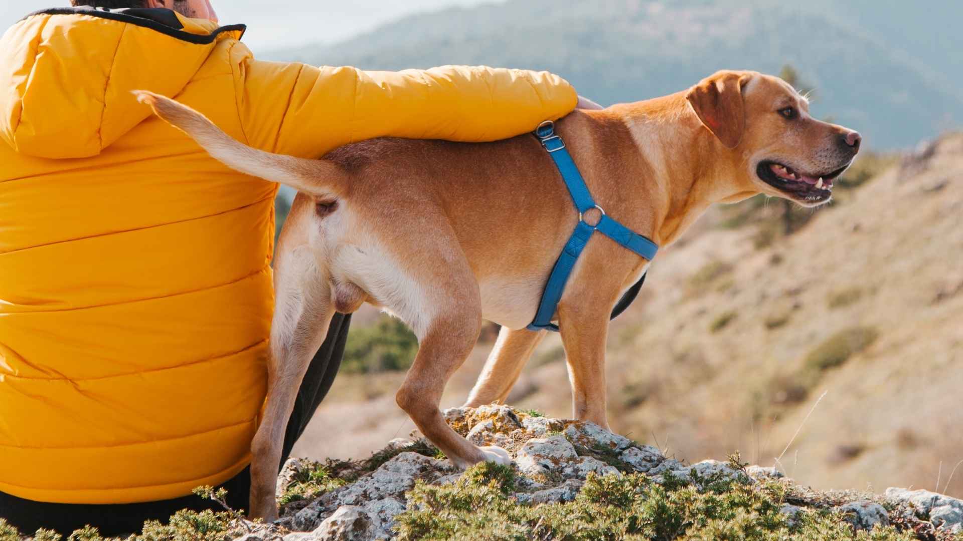 7 Best Dog Breeds Built for Hiking Trails: Get Ready For Next Trail