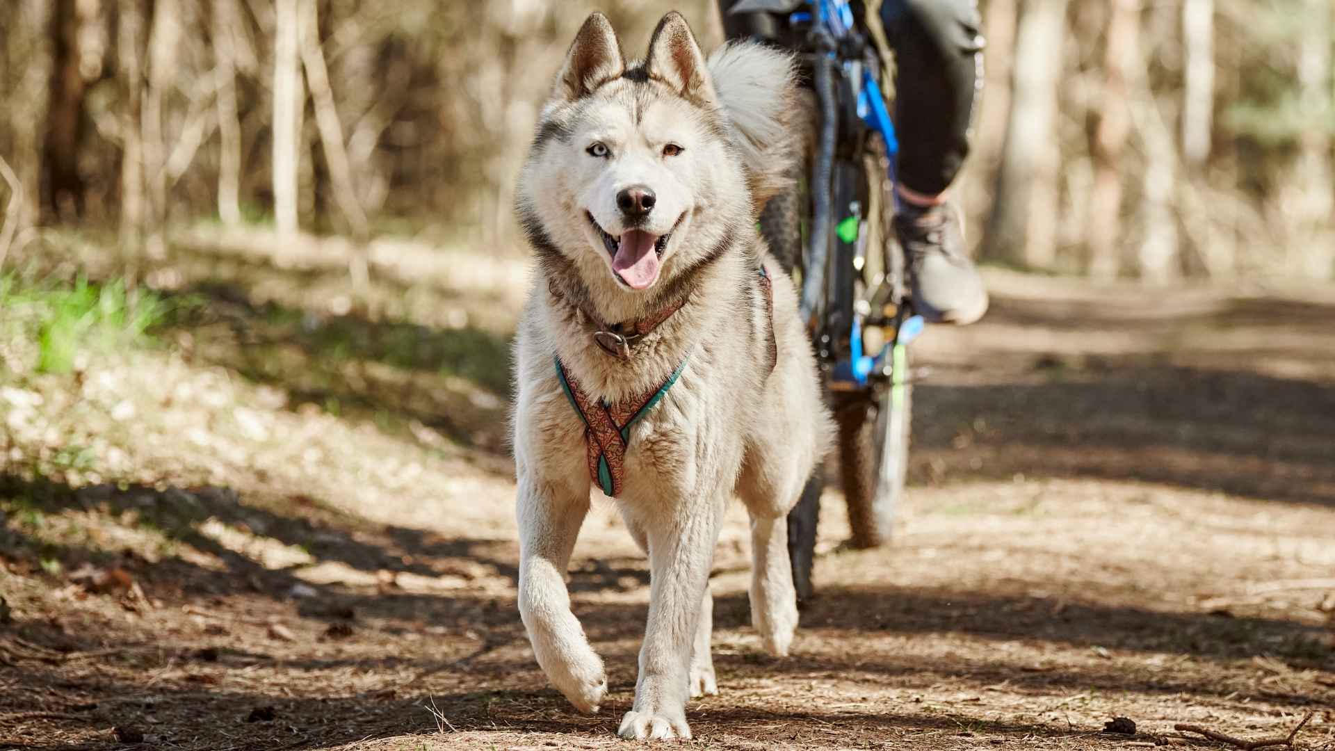 7 Best Dog Breeds For Cycling Enthusiasts That Love to Run Beside Your Bike