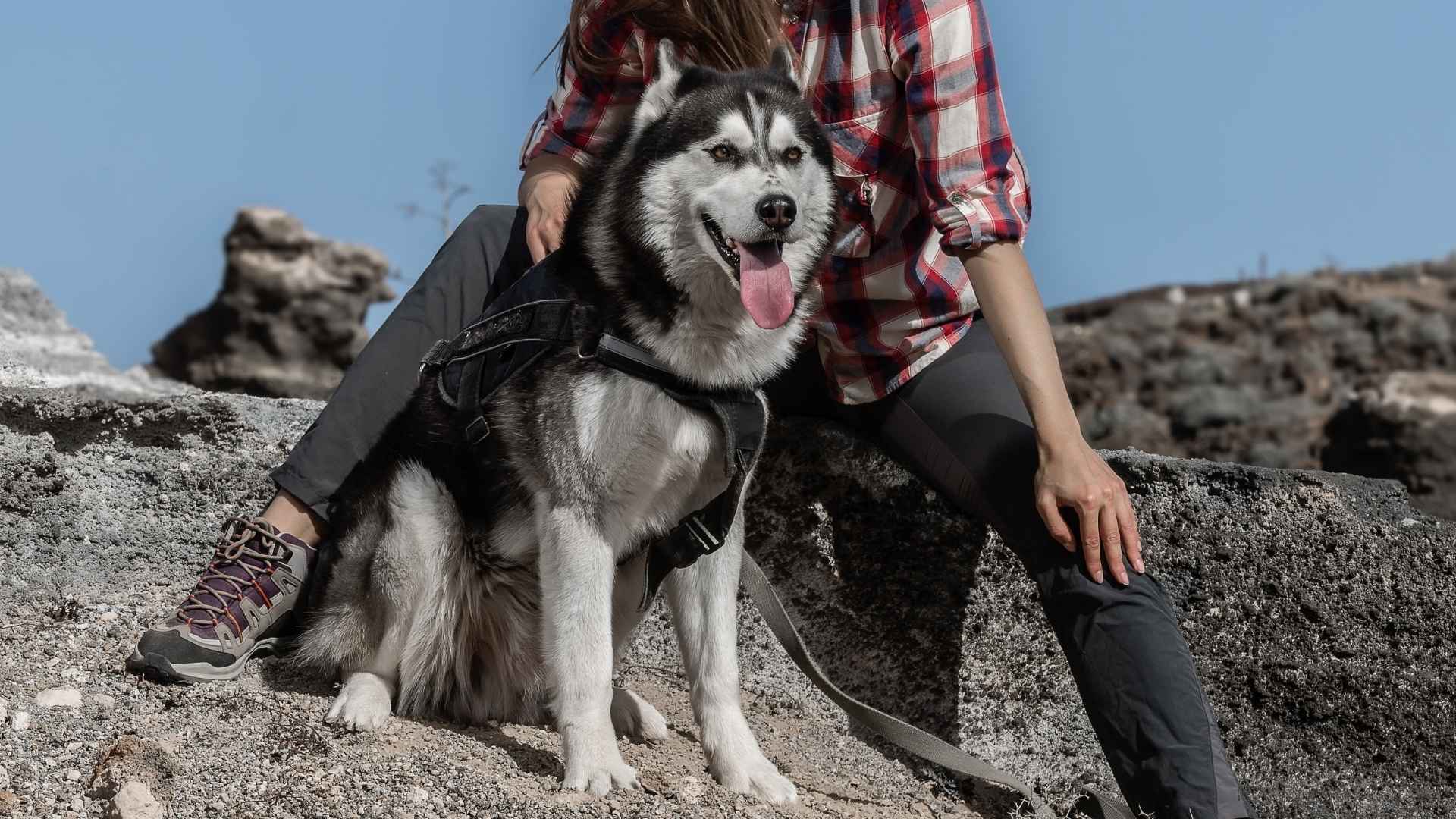 7 Best Dog Breeds For Hiking Enthusiasts and Outdoor Lovers