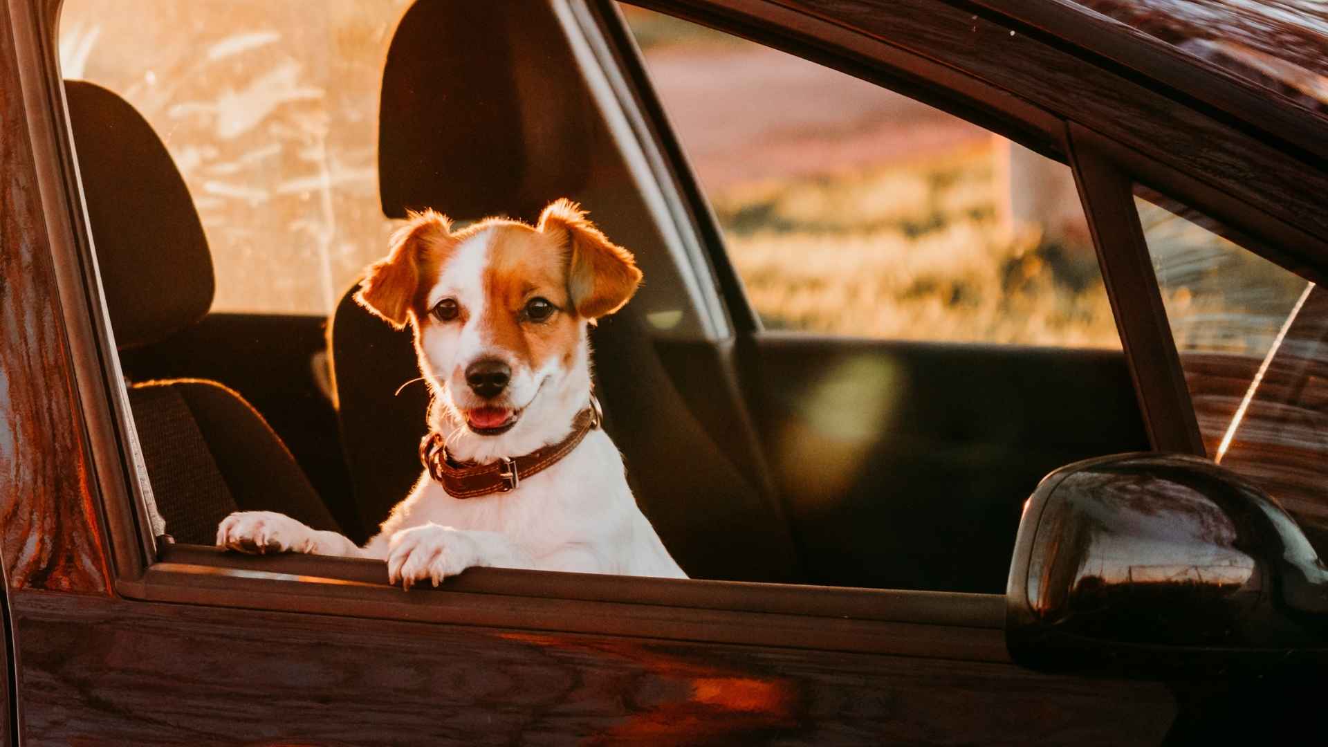 7 Best Dog Breeds For Long Road Trips That Love the Ride