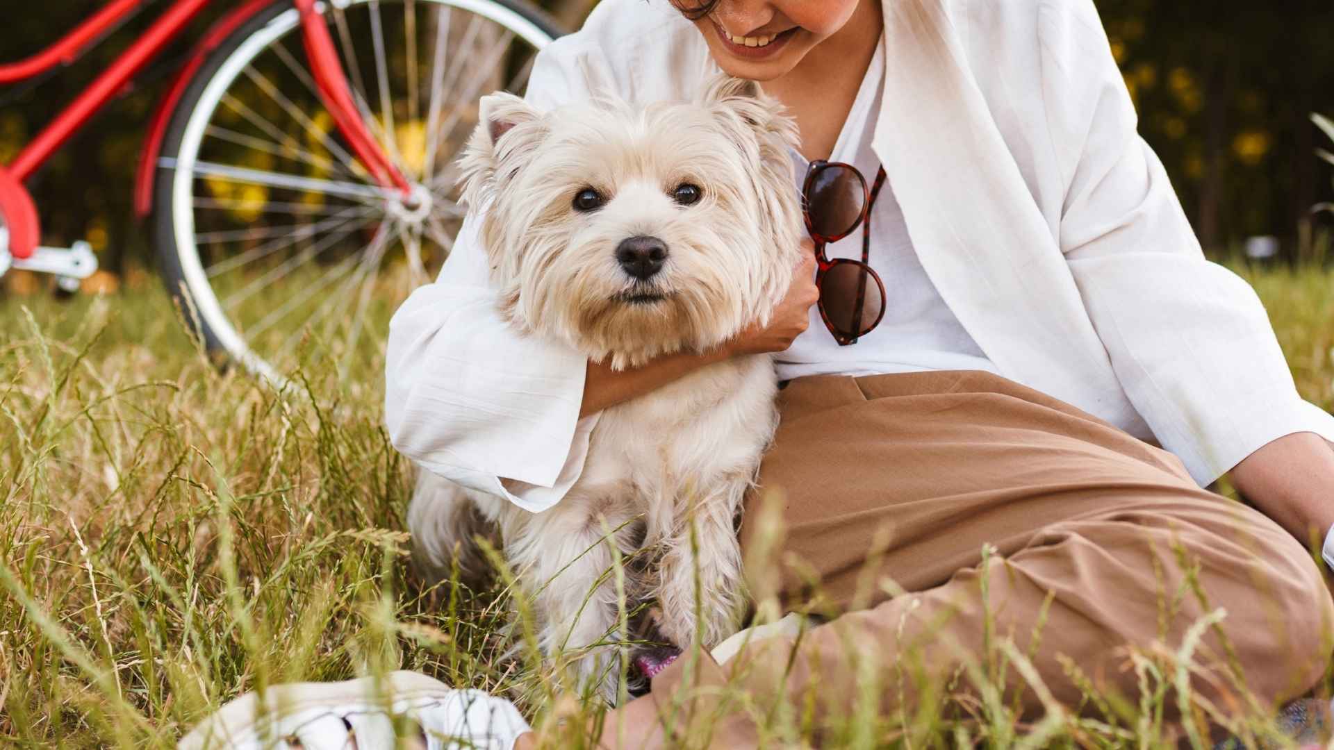 7 Best Dog Breeds For Nomads: Compact, Calm, and Travel-Ready
